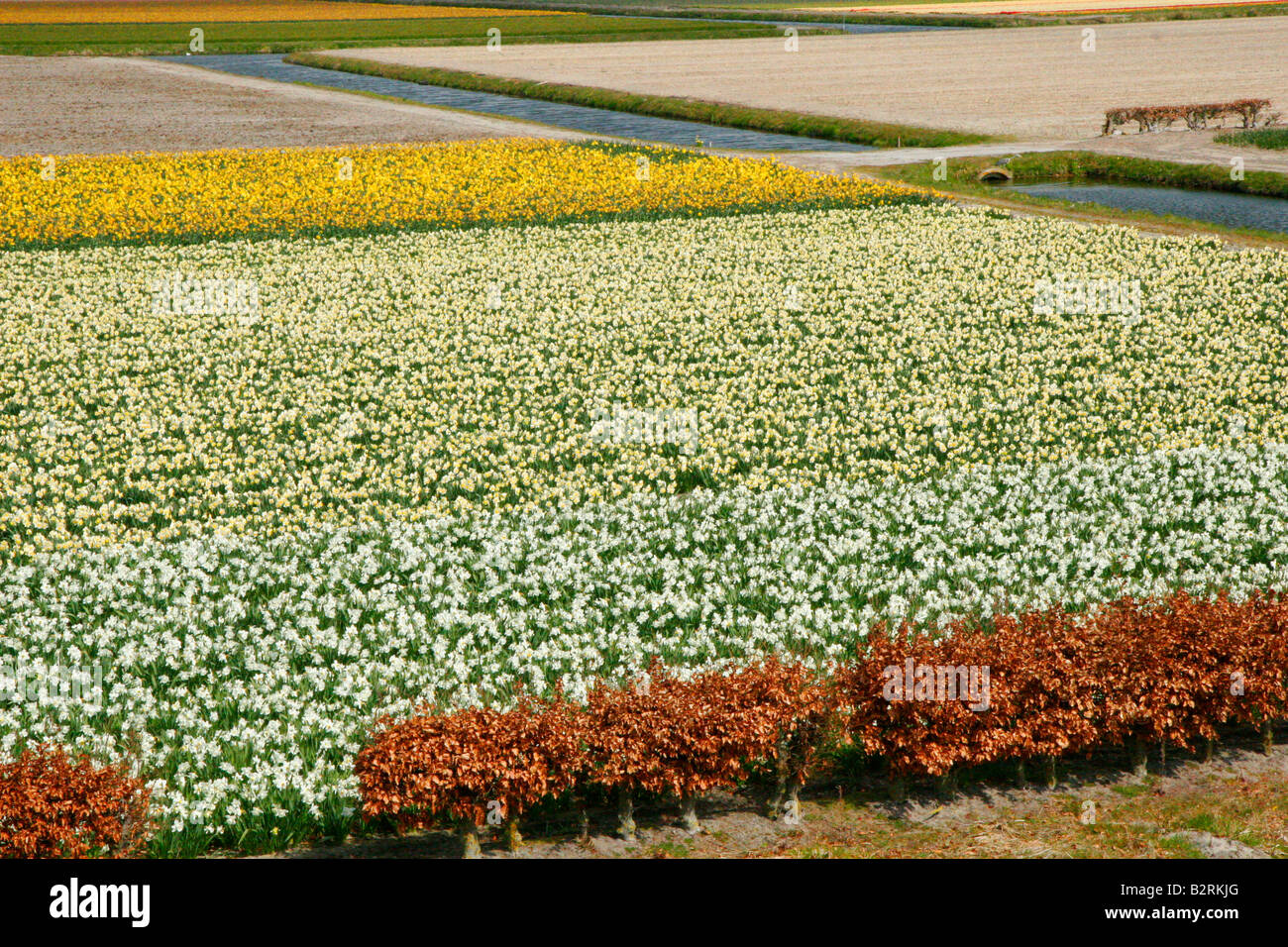 flower fields Netherlands Stock Photo