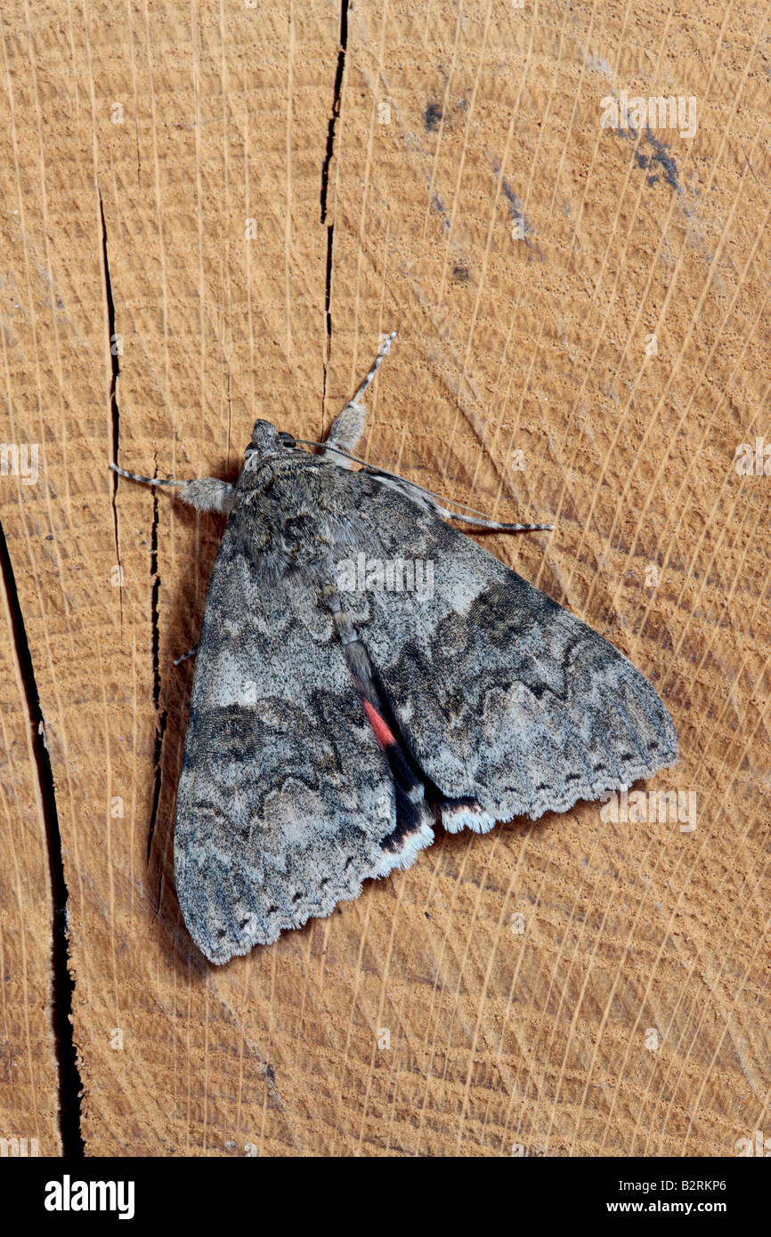 Red Underwing Catocala nupta at rest on log Potton Bedfordshire Stock Photo