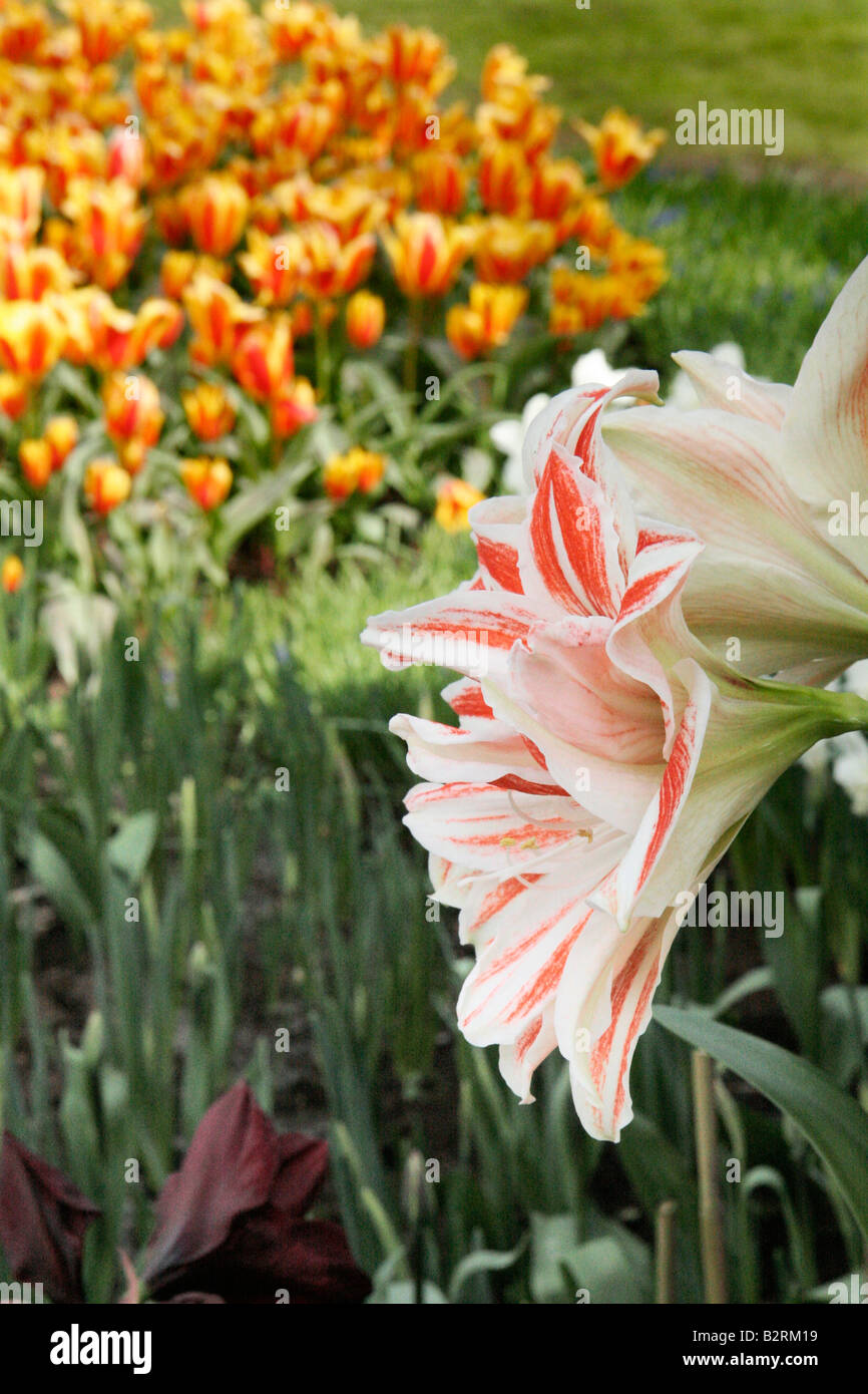 Amaryllis Hippeastrum tulips Stock Photo