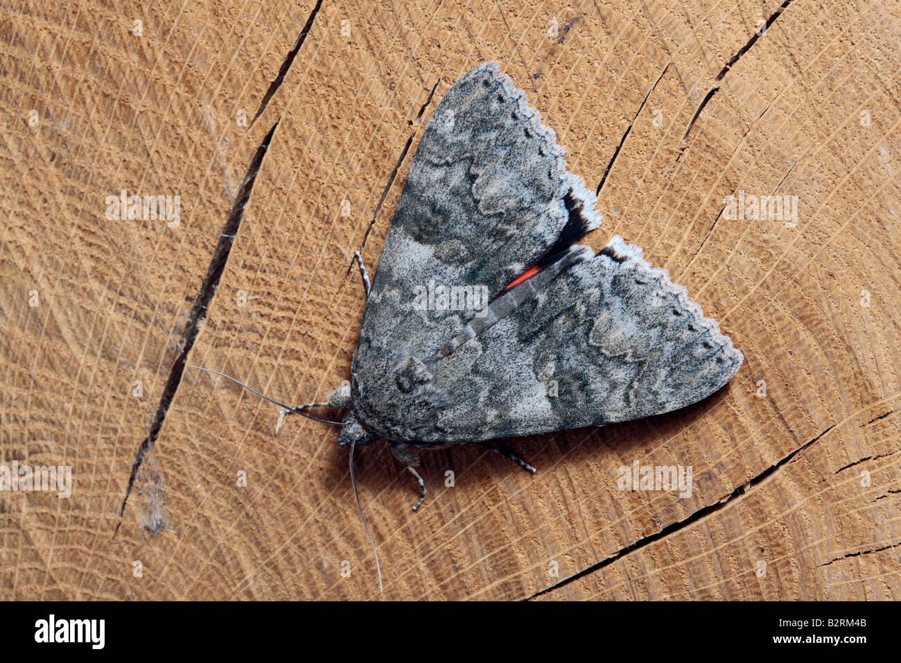 Red Underwing Catocala nupta at rest on log Potton Bedfordshire Stock Photo