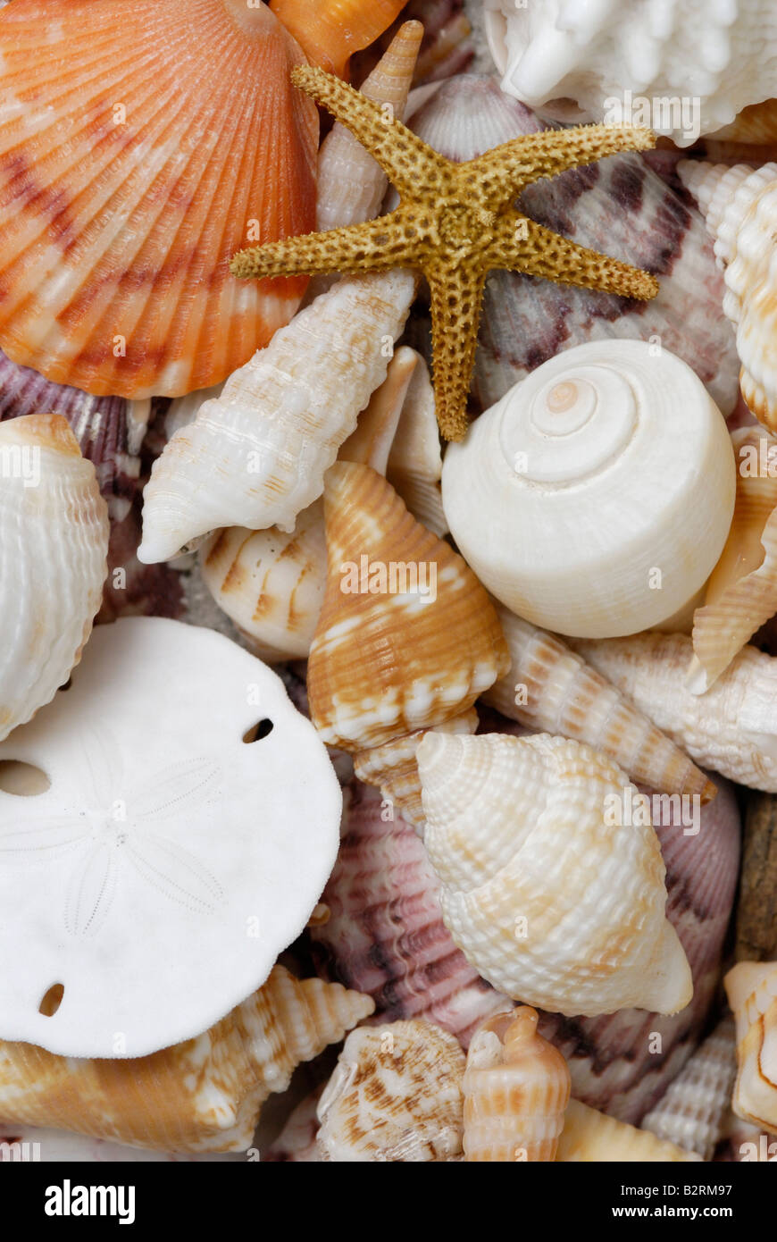 A variety of marine invertebrates. Shells on beach Sanibel Island Florida Gulf Coast.  Biodiversity Stock Photo