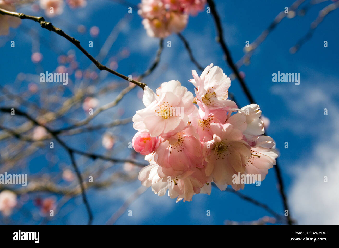 Pink Cherry Blossom against blue sky Stock Photo - Alamy