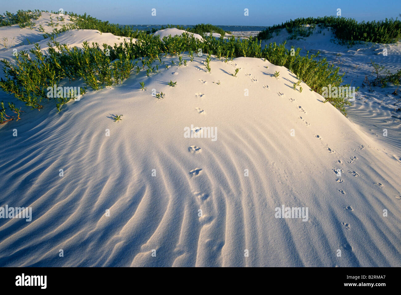 Sand Dunes on Ft Desoto beach in Tierra Verde, Florida Stock Photo