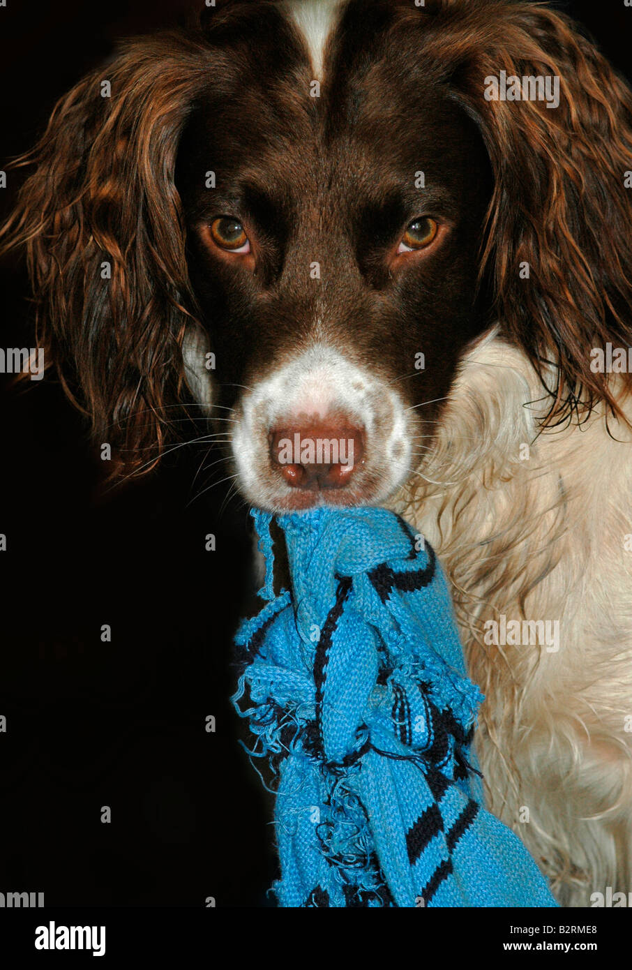 A springer spaniel clutches his 'blue blanket' in his mouth Stock Photo