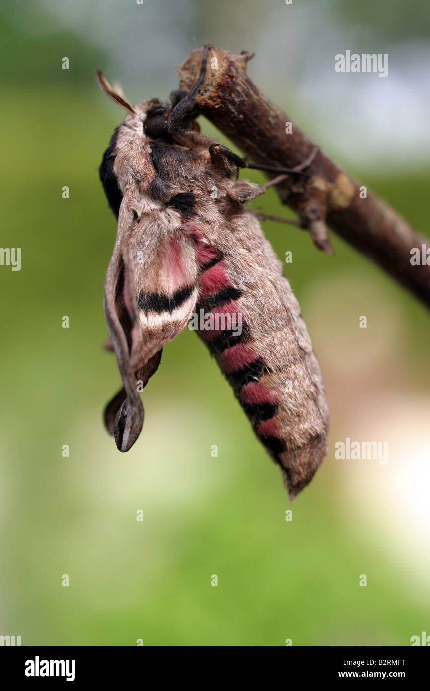Young Hawkmoth just hatched from Pupa Stock Photo