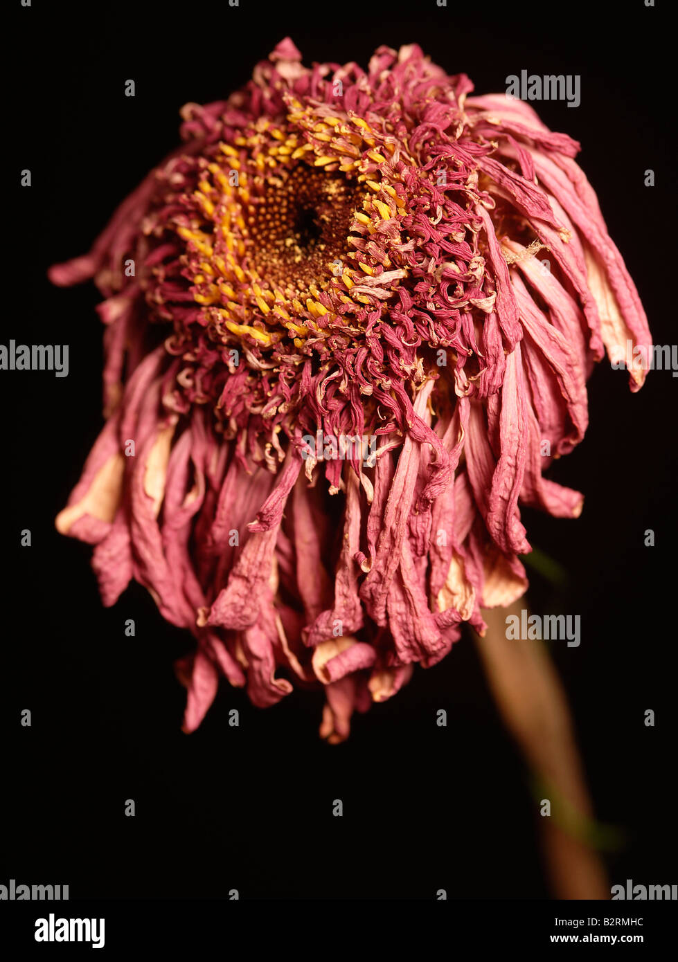 dead dying flower Stock Photo Alamy
