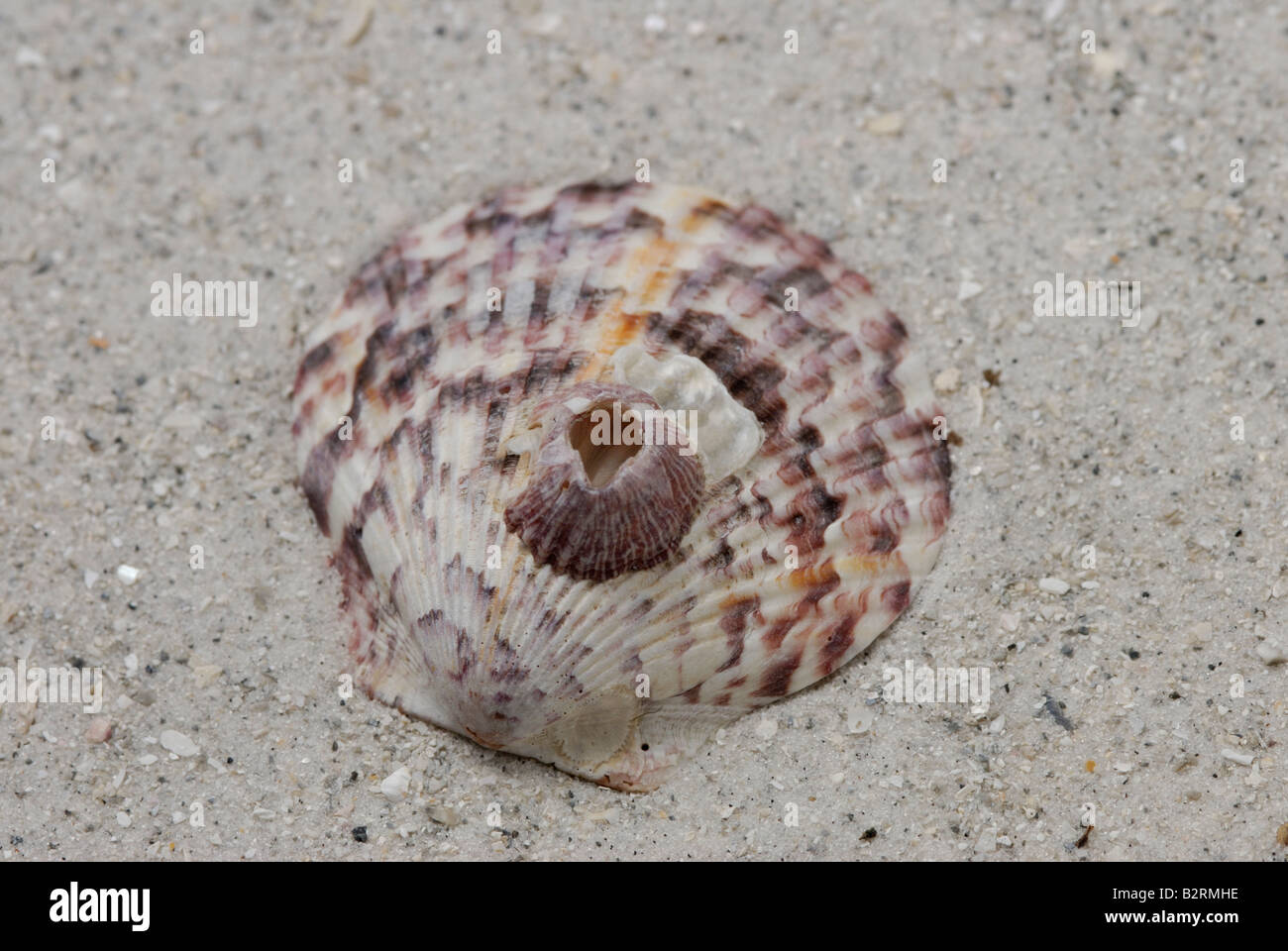 Symbiosis barnacle on a scallop shell Stock Photo