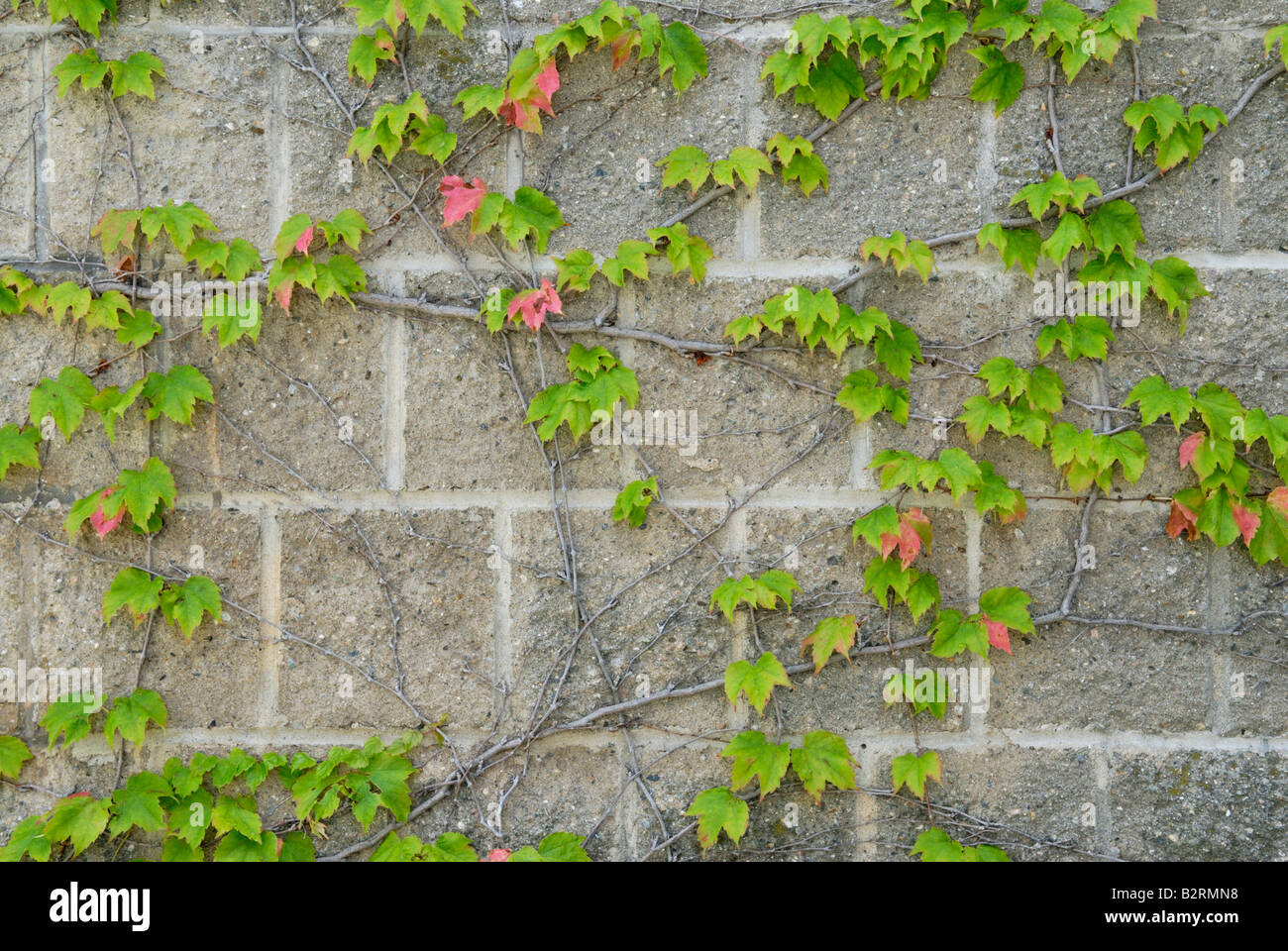 Japanese creeper Parthenocissus tricuspidata, thigmotropism Stock Photo