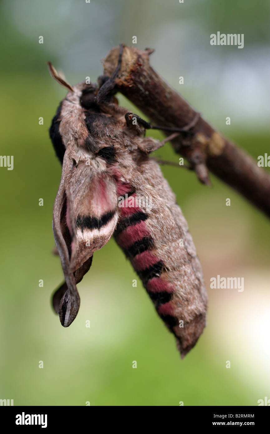 Young Hawkmoth just hatched from Pupa Stock Photo