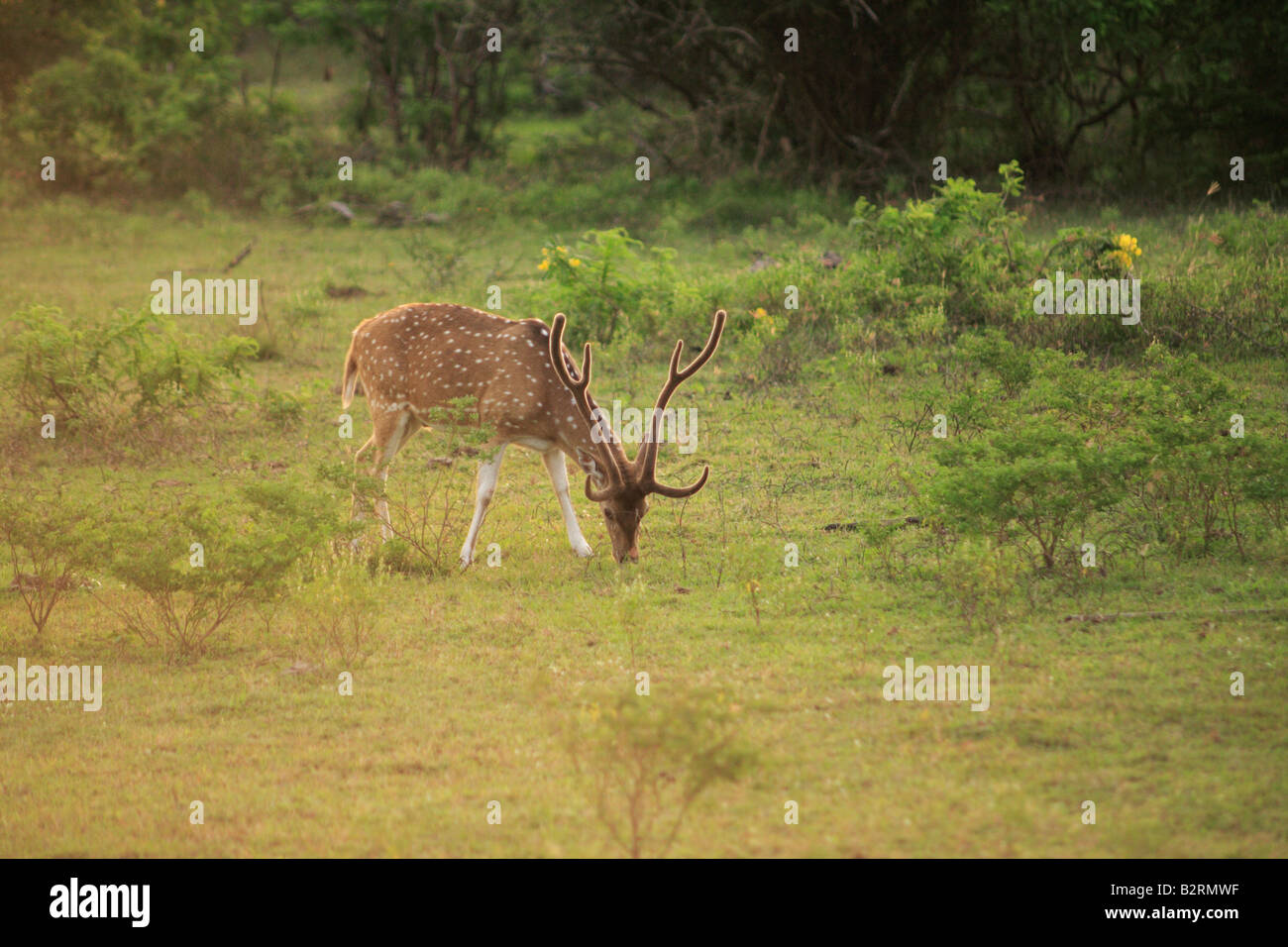 Deer, Yala national park, Sri Lanka. Stock Photo