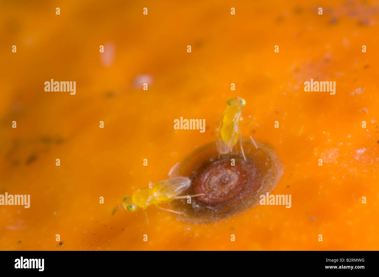 Parasitic Aphytis wasps stinging red scale pests on orange Stock Photo