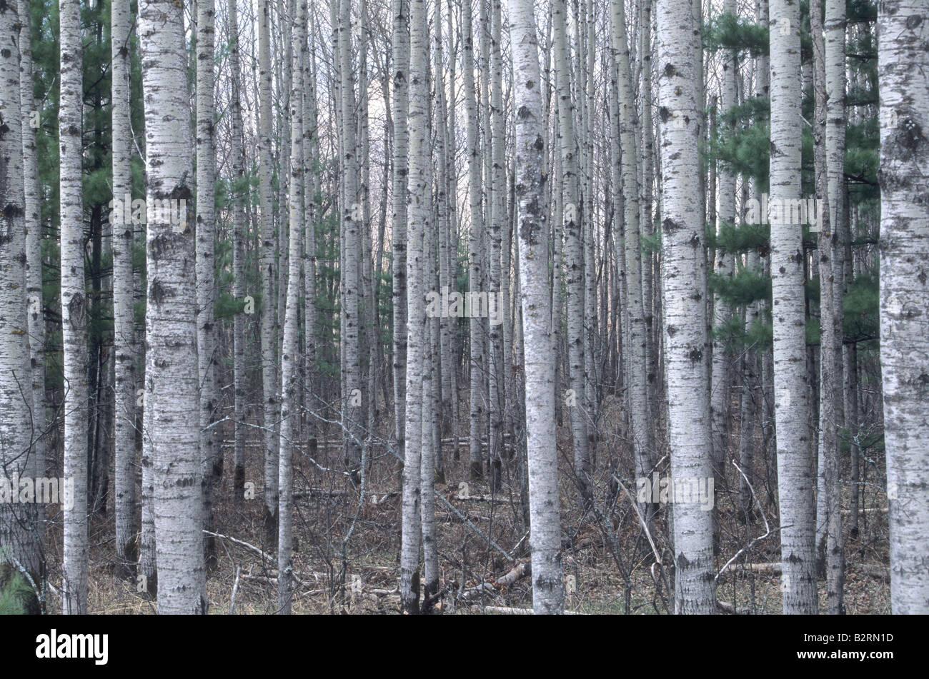 Quaking Aspen stems with White Pine understory Stock Photo
