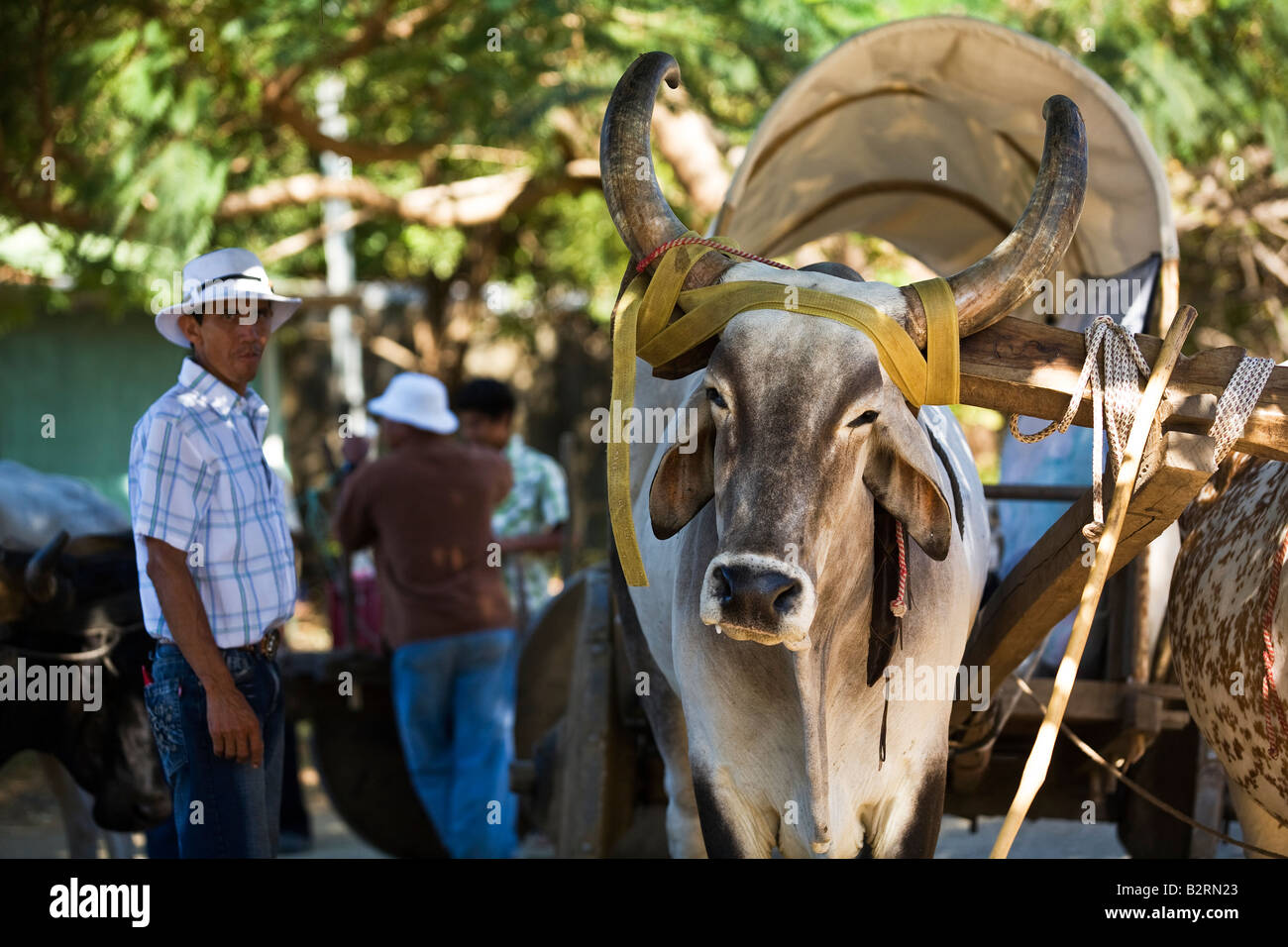 Ox carts driving down the road in Guanacaste. The ox are traditional transport in Cost rica and Guanacaste. Stock Photo