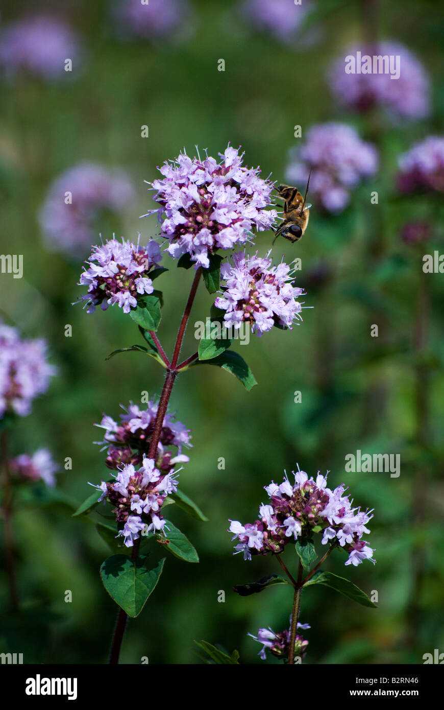 A bee gathering nectar from the bloosoms of a wild oregano plant; near Tete-de-Ran, Neuchatel, Switzerland Stock Photo