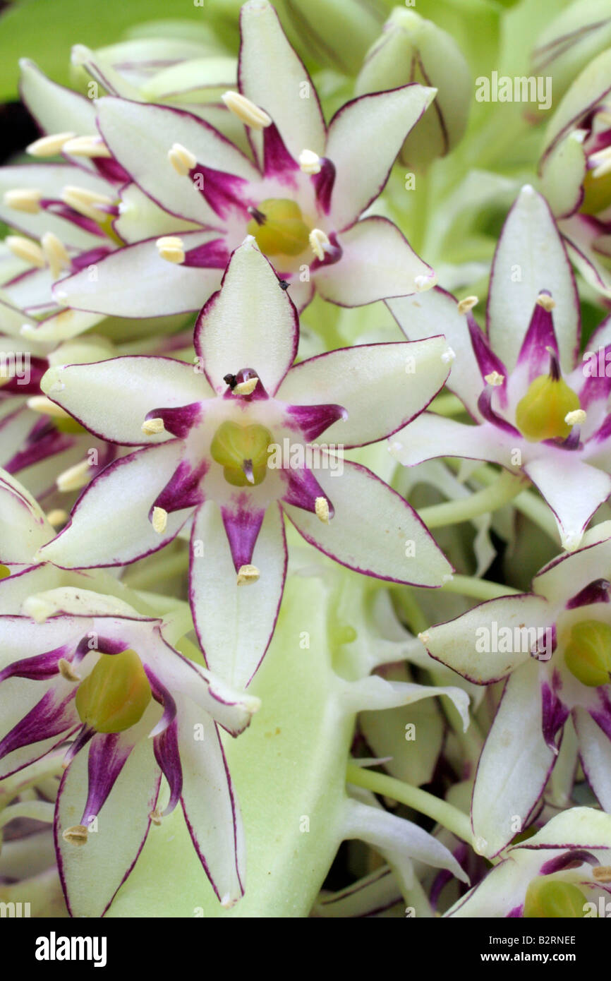 bicolor pineapple flower hires stock photography and images