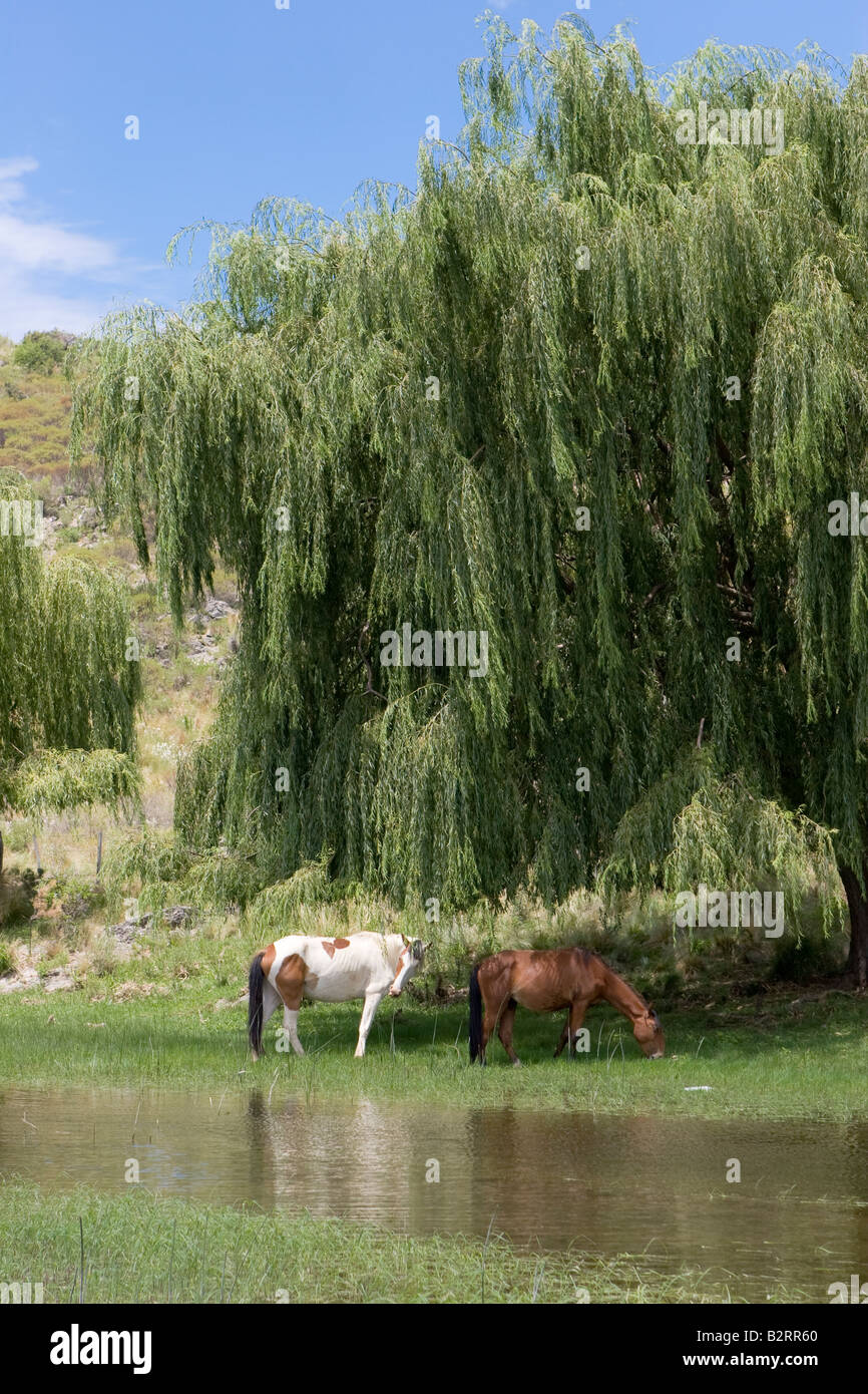 A couple of horses eating grass near a river under a weeping willow in