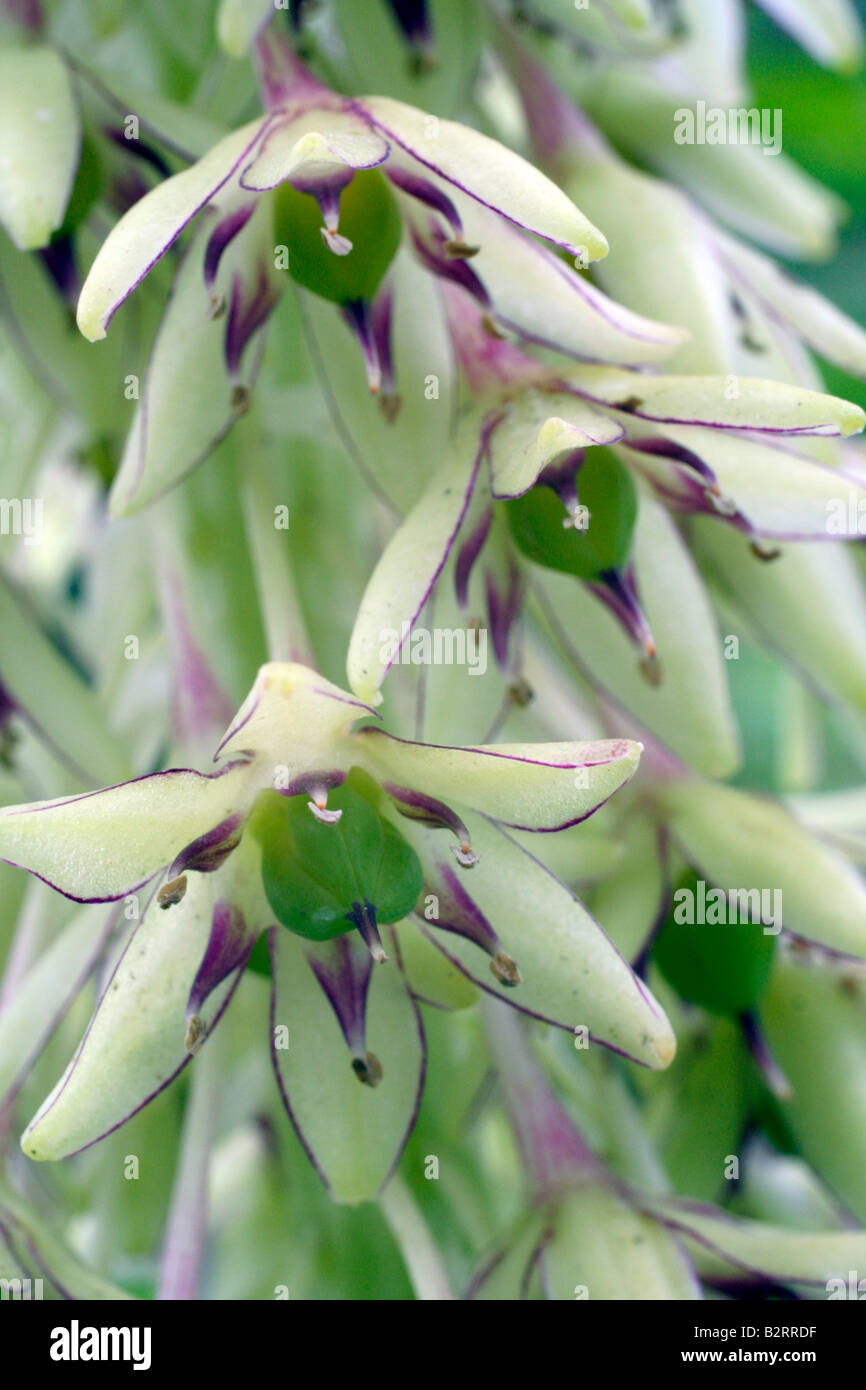 bicolor pineapple flower hires stock photography and images