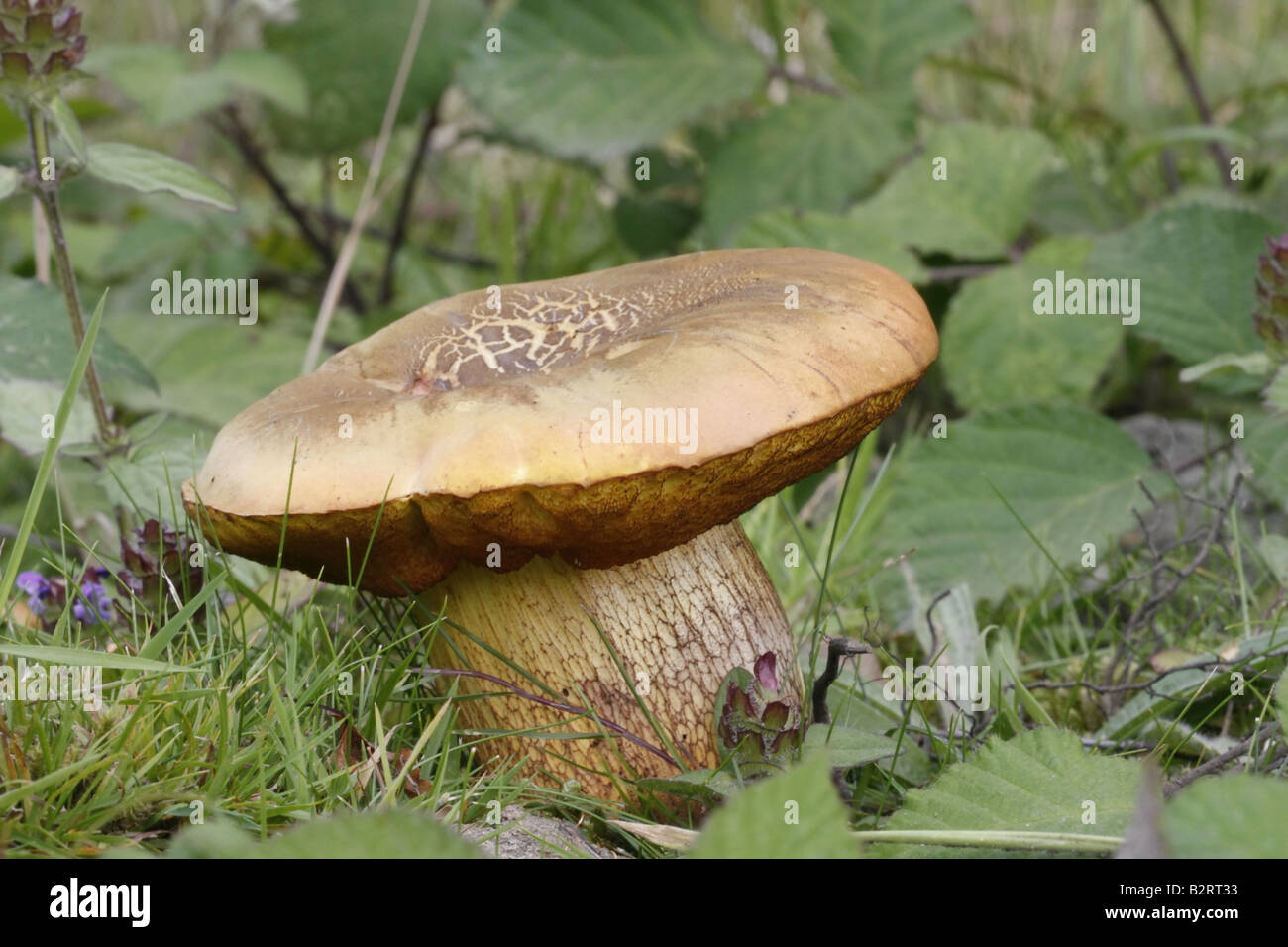 Lurid Bolete, boletus luridus Stock Photo Alamy