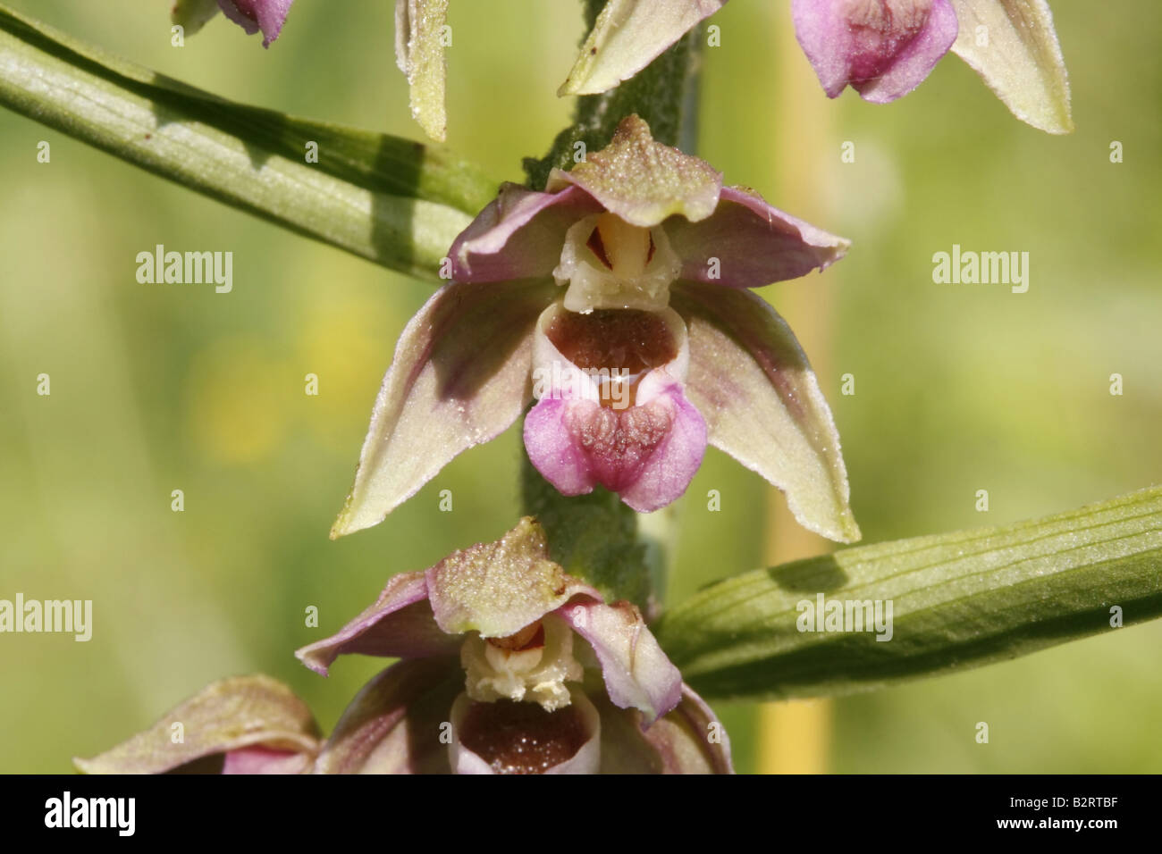 Close-up of single flower of a Broad-leaved helleborine, epipactis helleborine Stock Photo