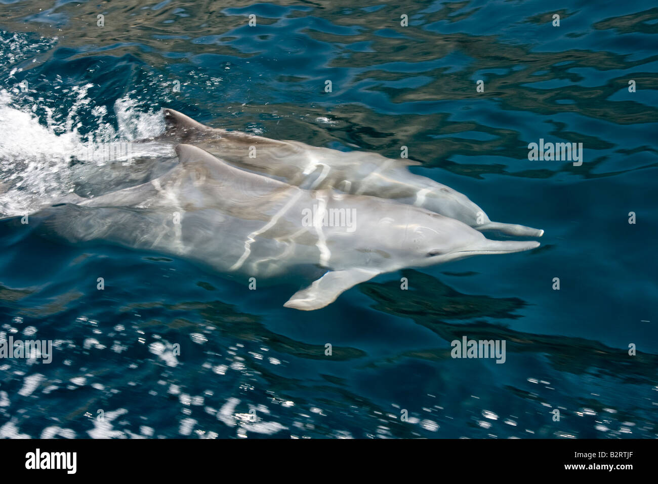 Dolphin Watching During a Daylong Boat Tour on the Musandam Peninsula in Oman Stock Photo