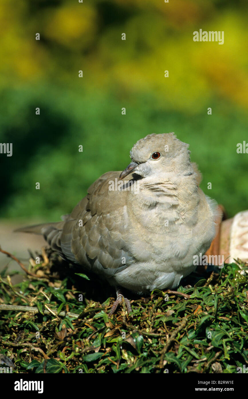 Collared Dove Streptopelia decaocto perched on the ground in a garden in England UK Europe Stock Photo