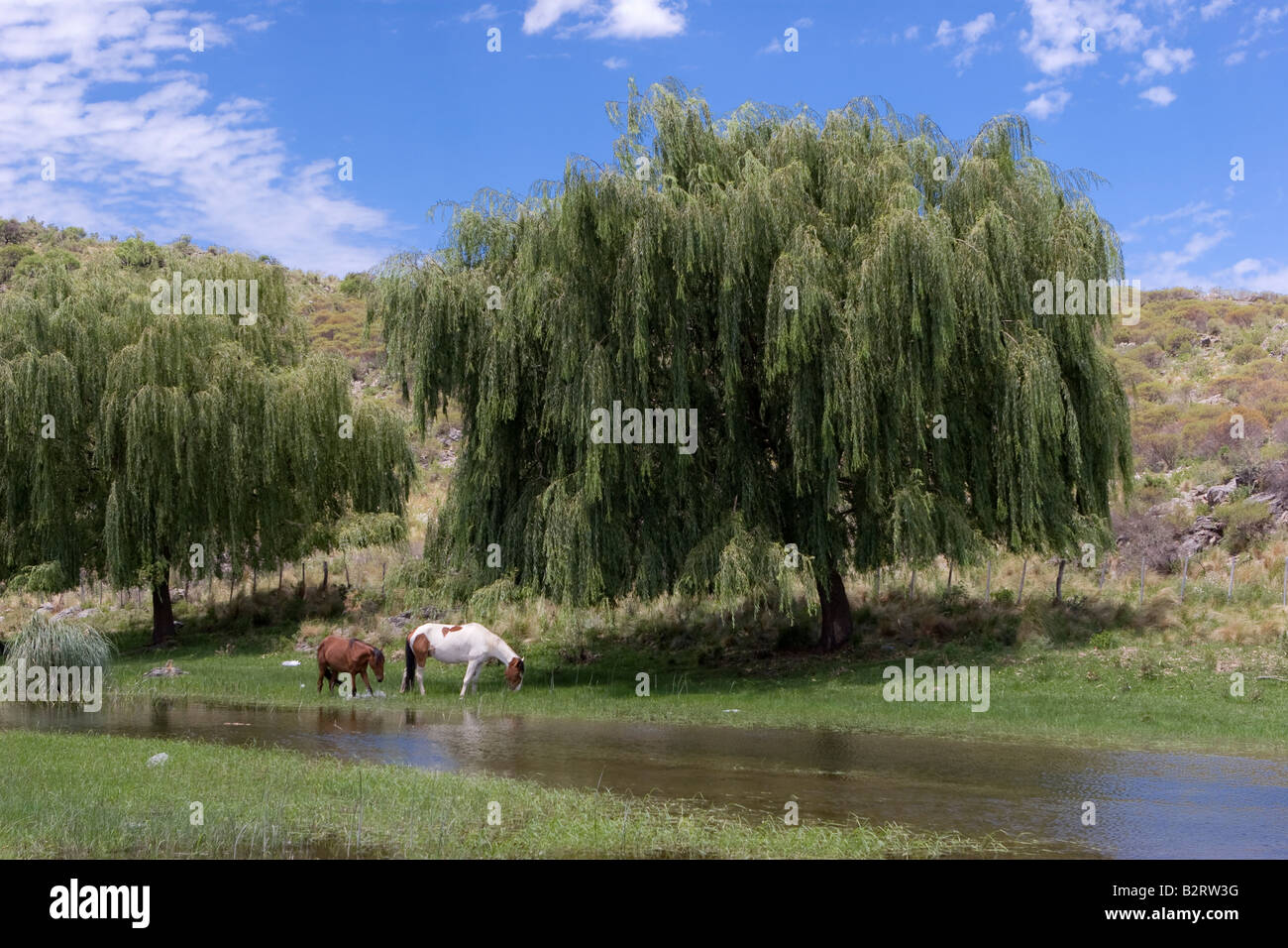 A couple of horses eating grass near a river under a weeping willow in