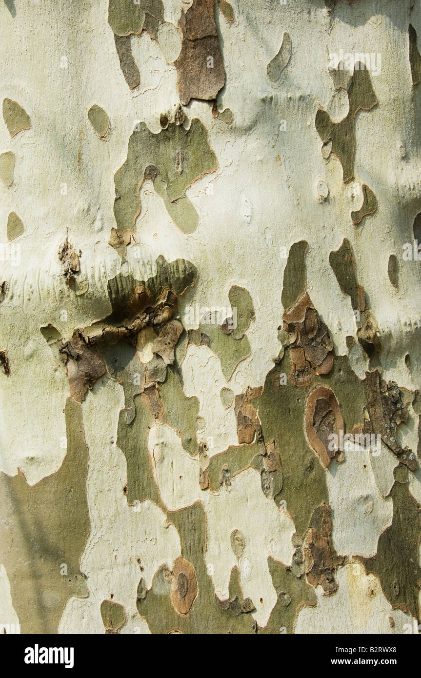 Mottled exfoliating bark hires stock photography and images Alamy