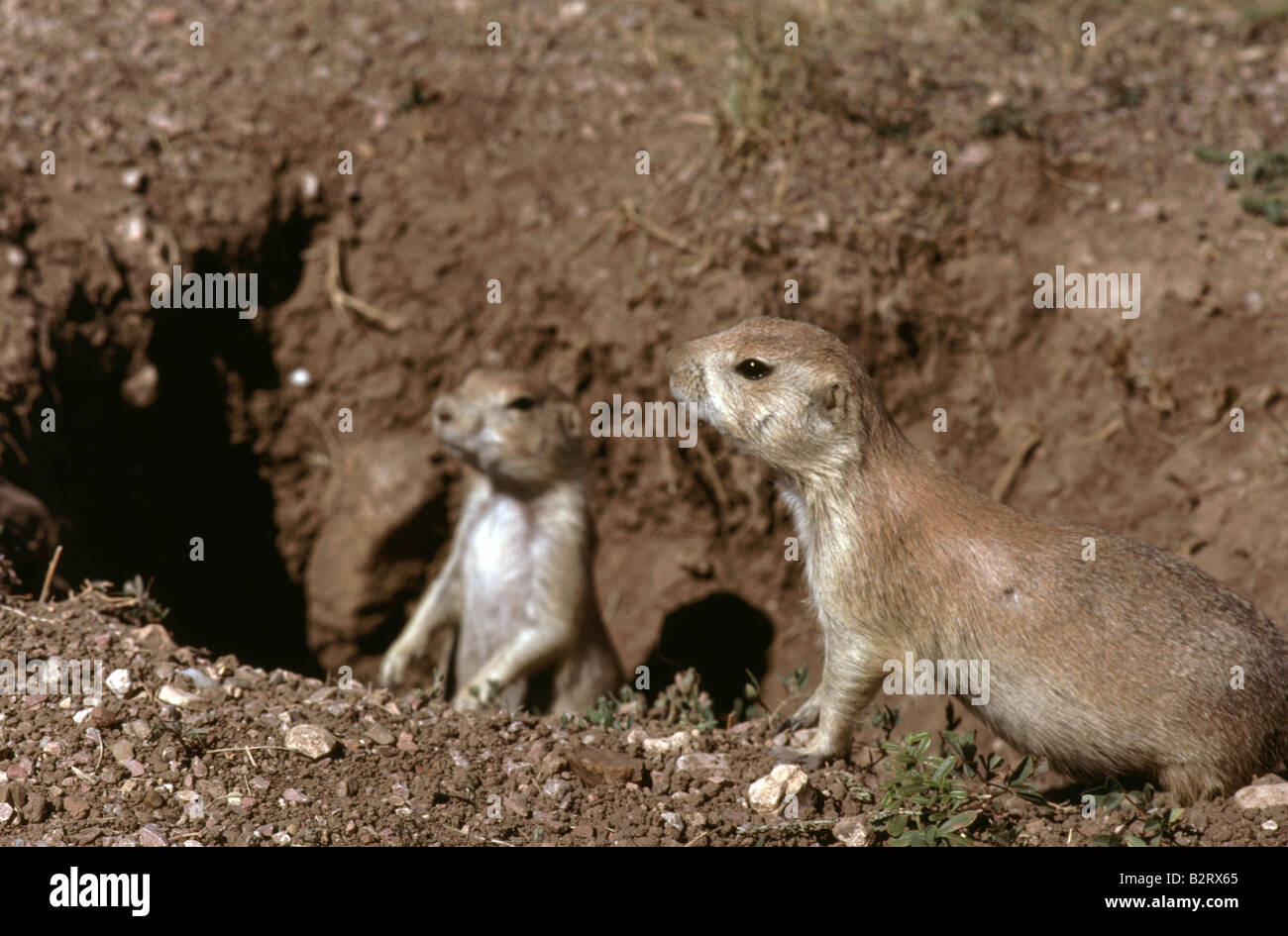 Prairie Dog Burrowing Rodent Grasslands of North America Dogs Stock Photo