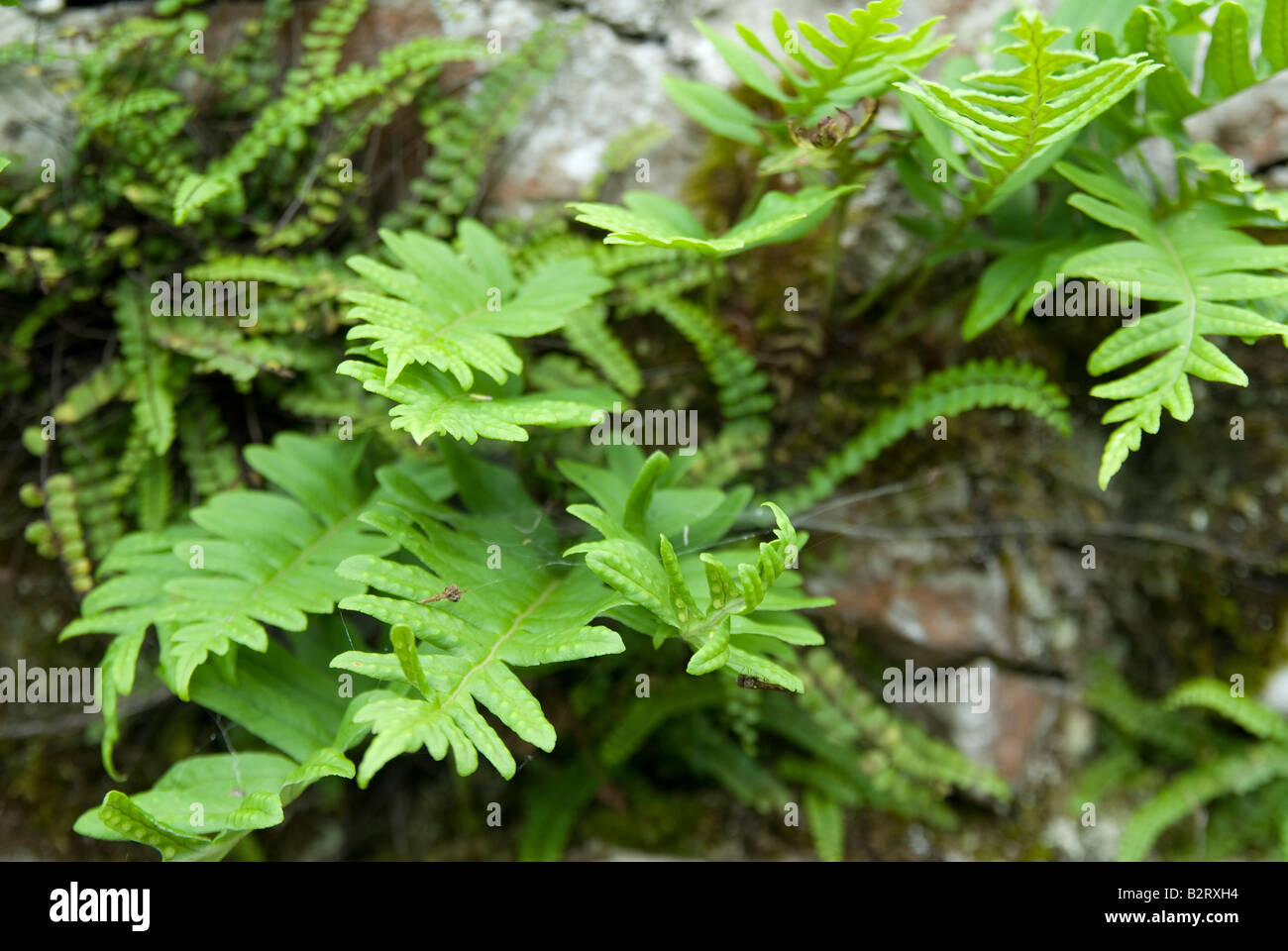 rusty back fern Stock Photo