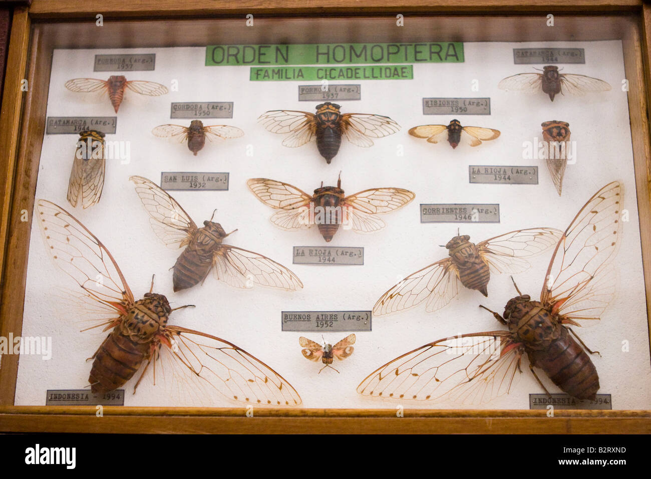 Cicadellidae family bug collection exhibited in Rocsen Museum (Museo Polifacetico) in Nono, Cordoba, Argentina Stock Photo