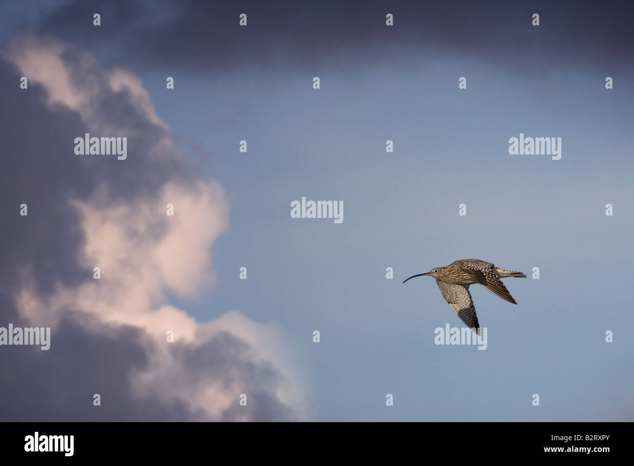 Curlew Numenius arquata in flight against a cloudy sky Stock Photo