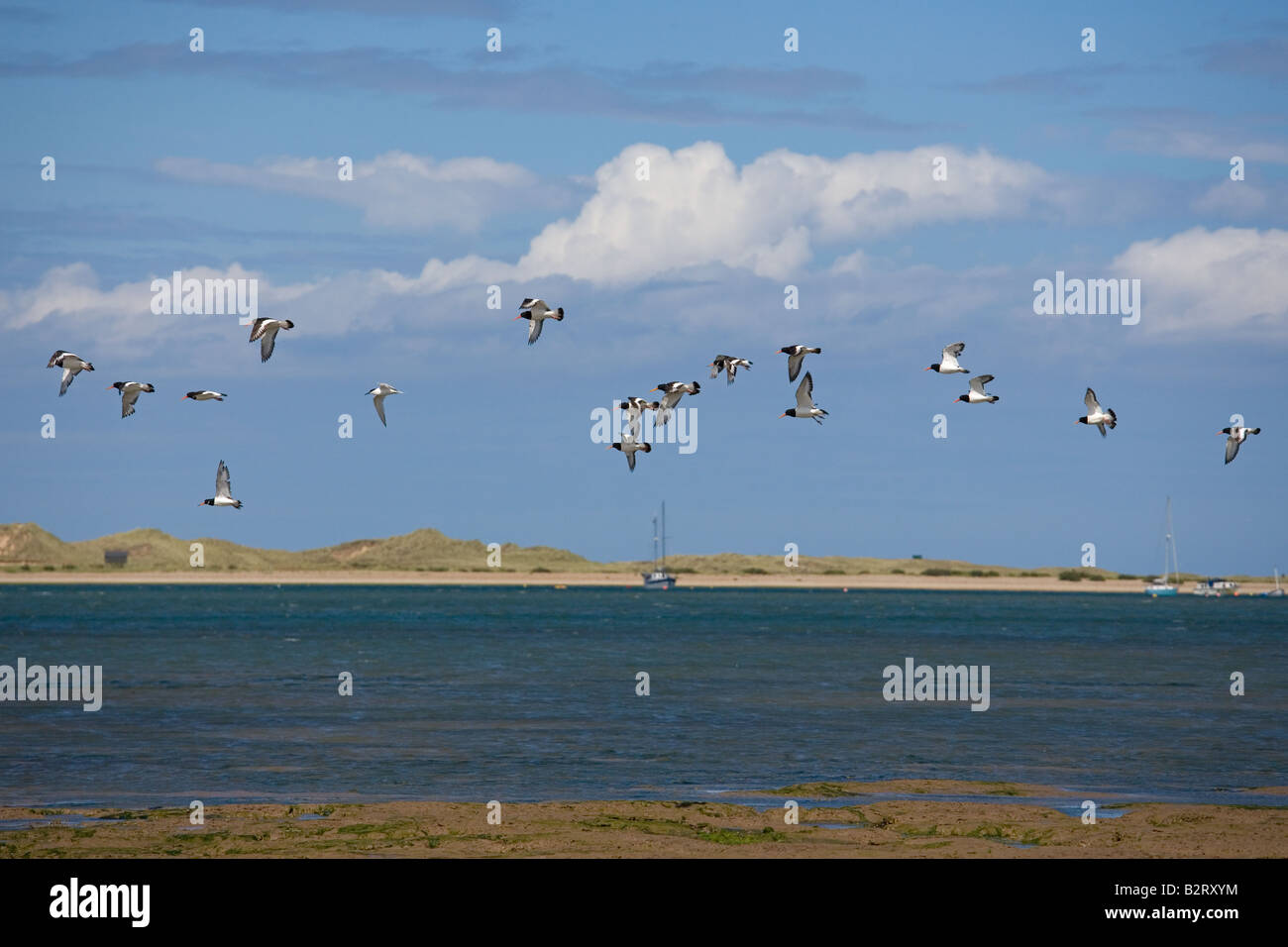 Oyster Catchers at Blakeney Point North Norfolk Stock Photo