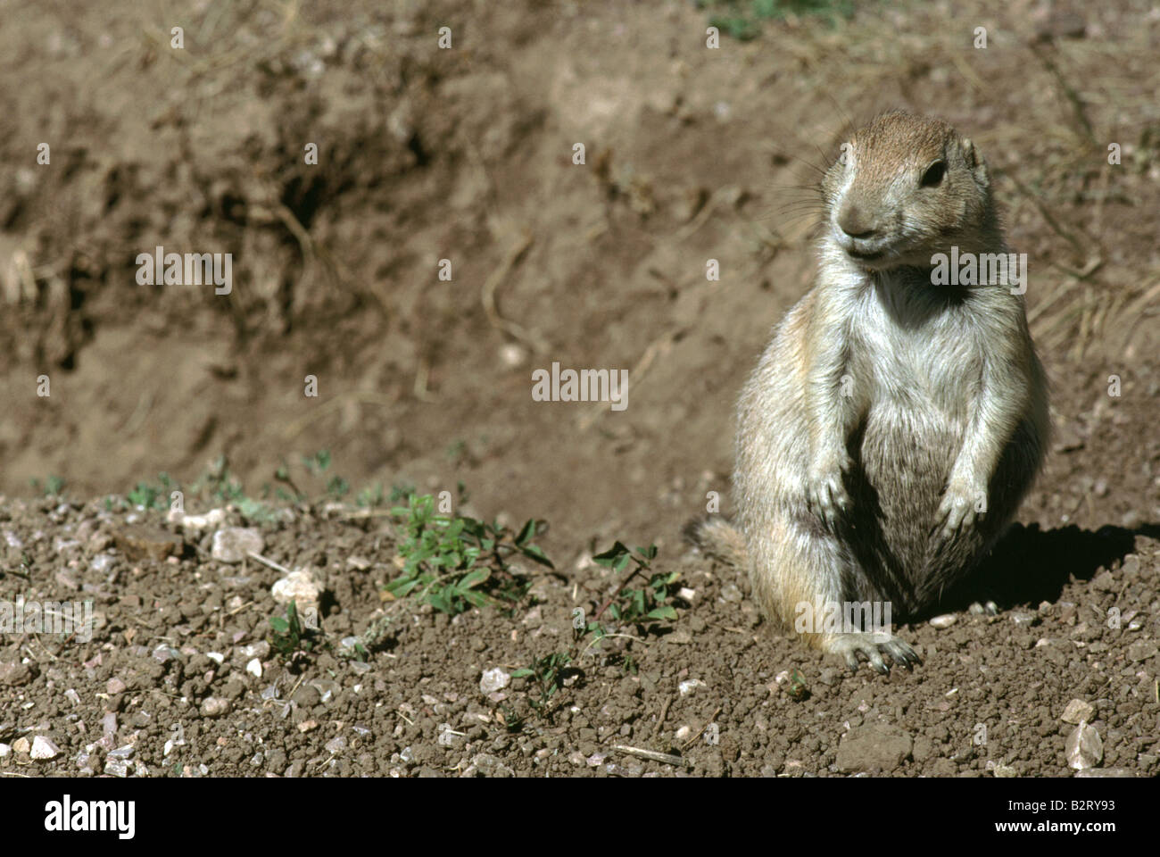 Prairie Dog Burrowing Rodent Grasslands of North America Dogs Stock Photo
