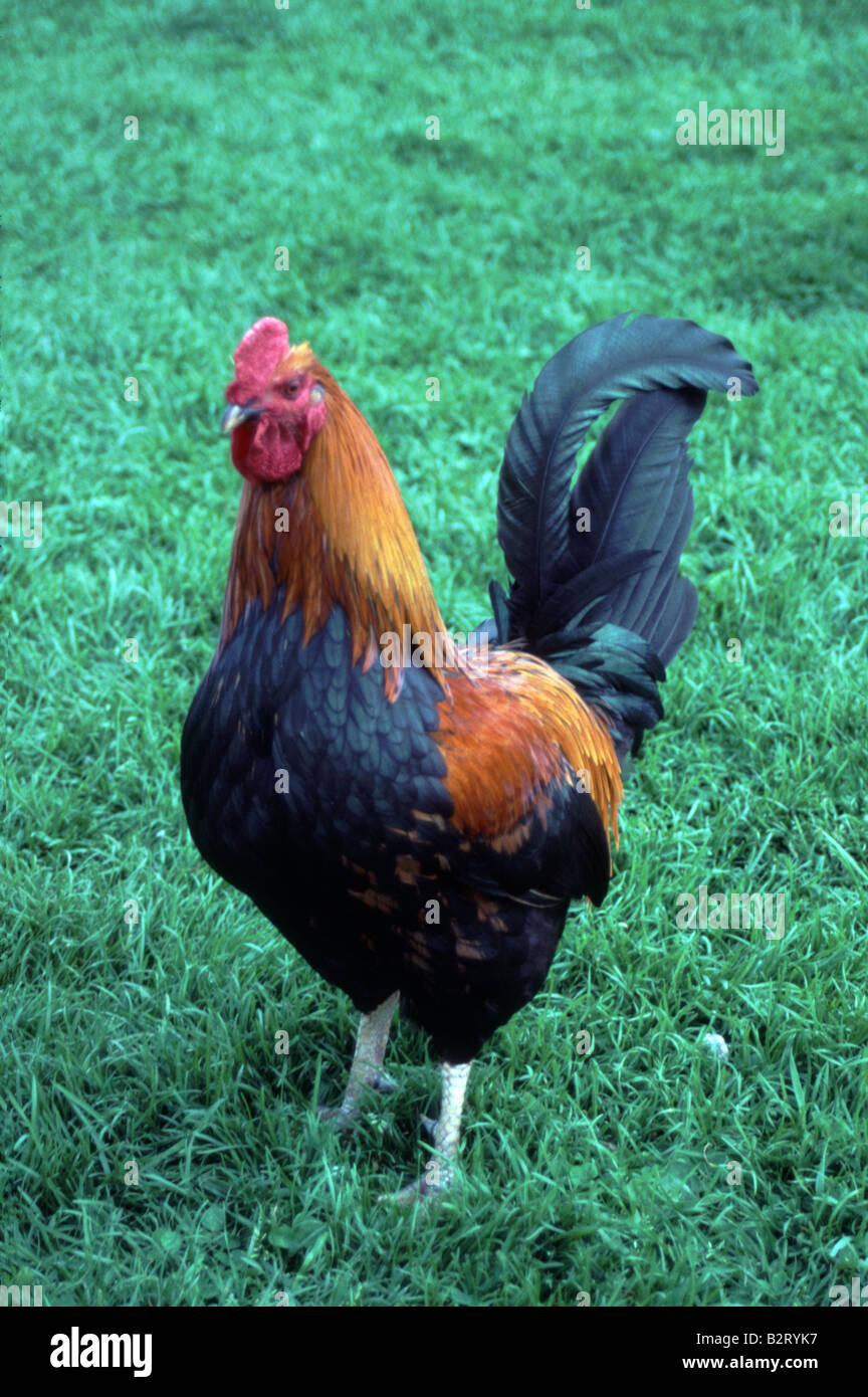 Male Rooster Chicken Farm Animal Cock chanticleer Stock Photo Alamy