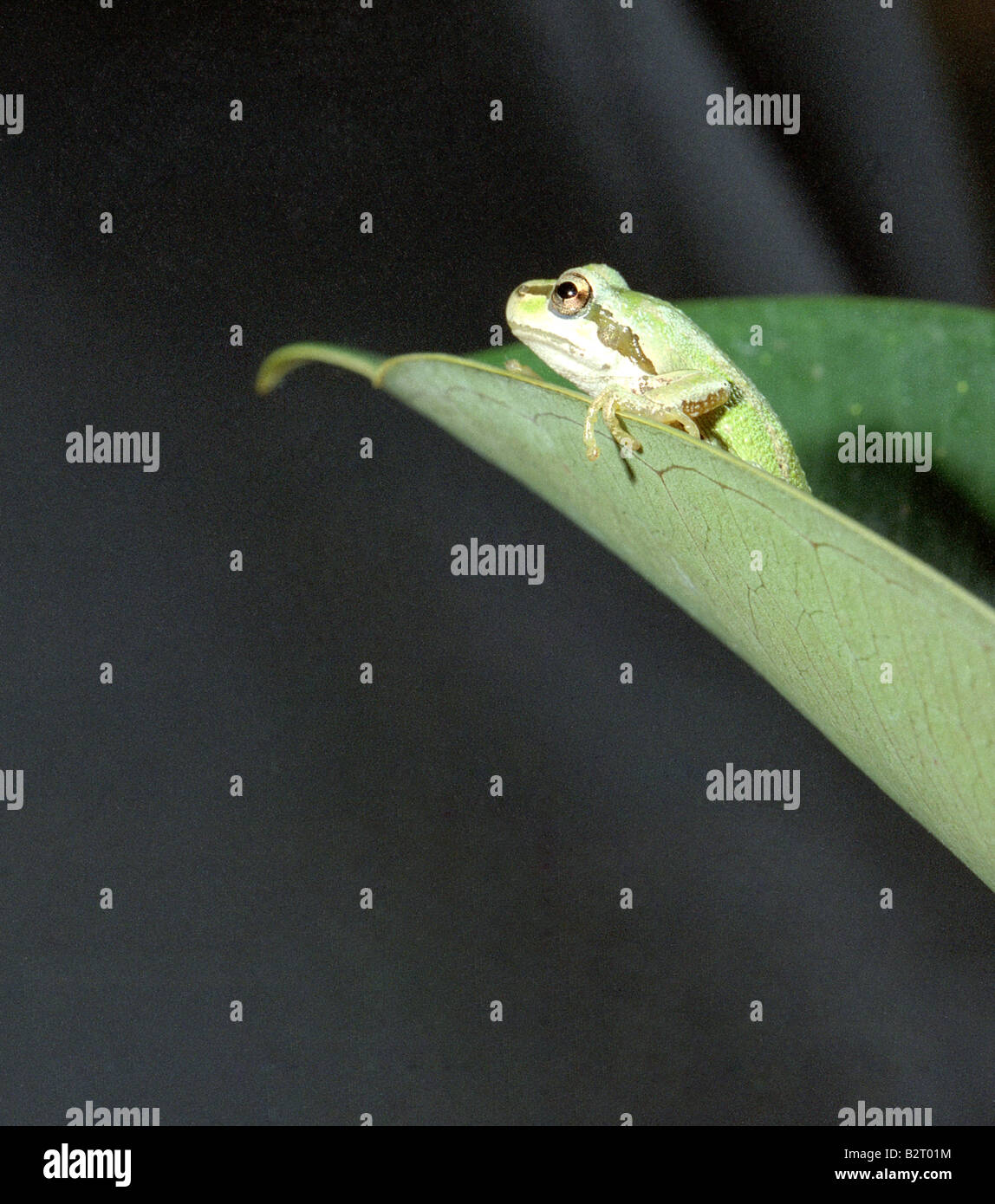 Green Tree Frog Sits on Big Leaf Leaves Stock Photo