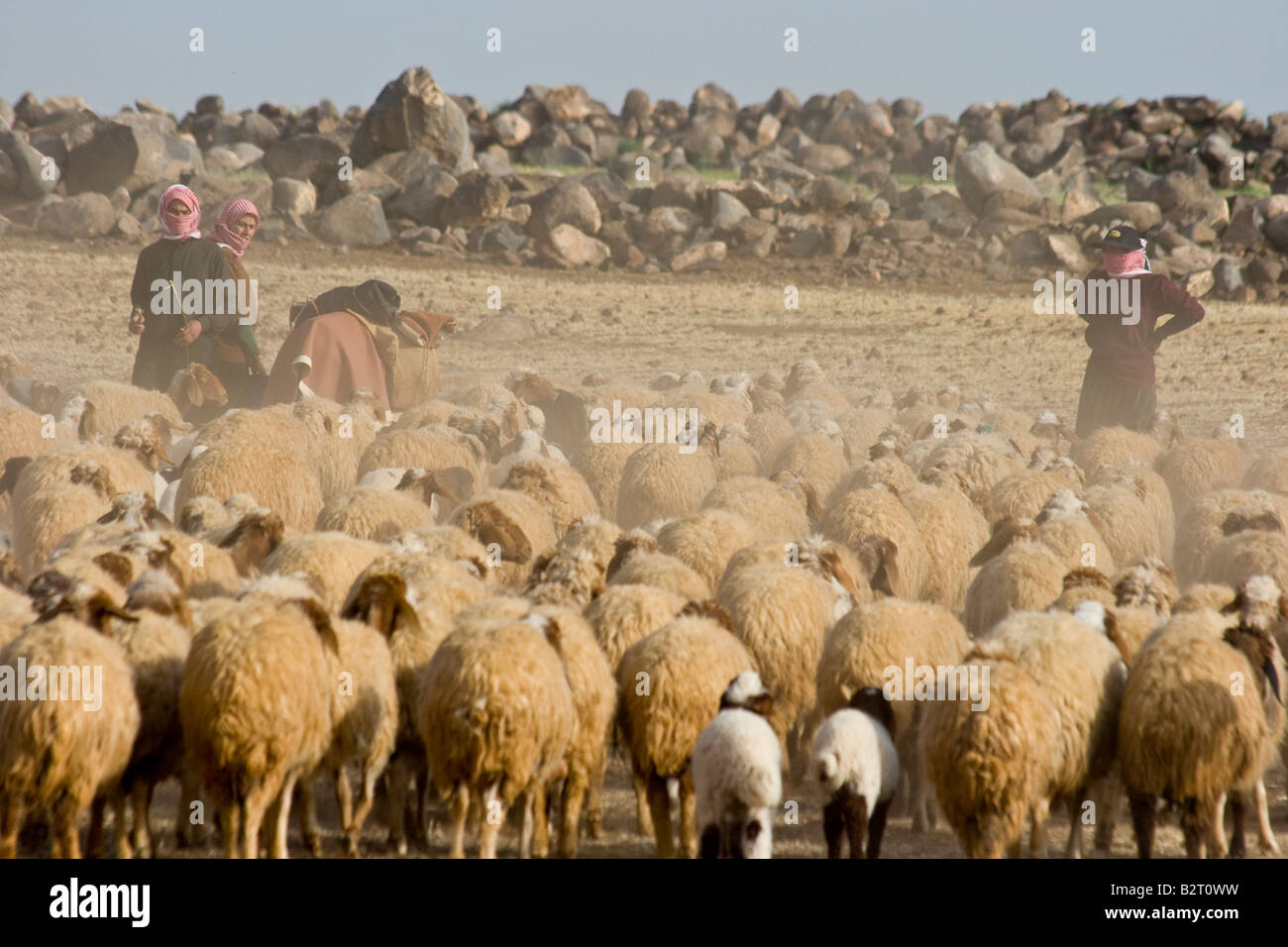 Bedouin sheep shepherd syria hires stock photography and images Alamy