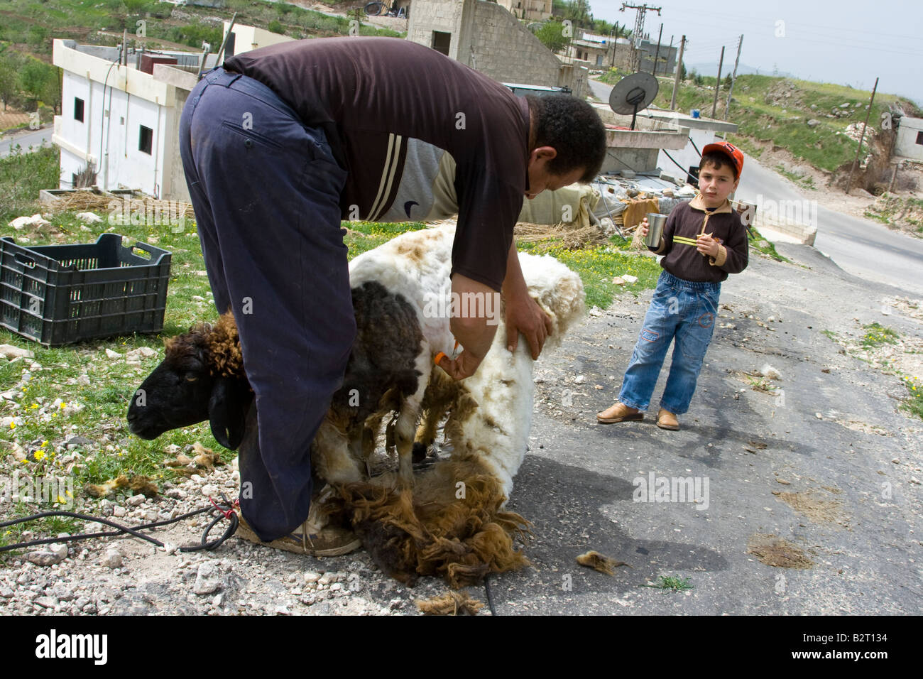Shearing a Sheep in the Syrian Countryside Stock Photo
