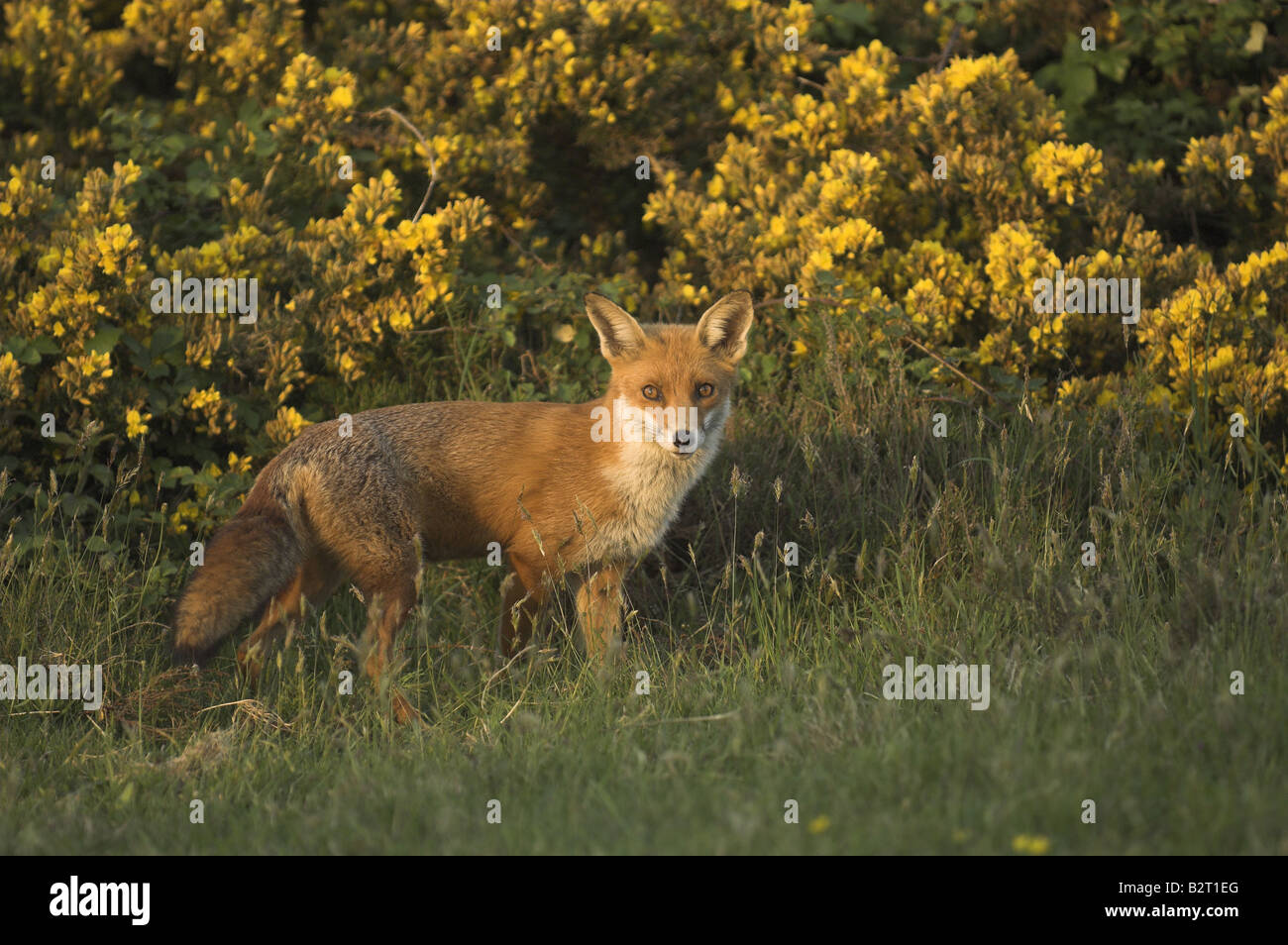 Red Fox vulpes vulpes Vixen hunting on lowland heathland Dorset UK May Stock Photo