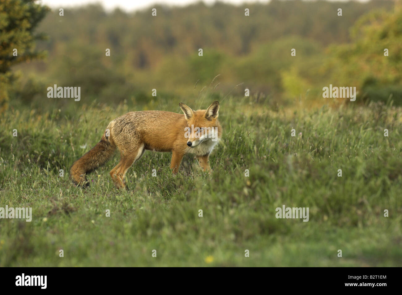 Red Fox vulpes vulpes Vixen hunting on lowland heathland Dorset UK May Stock Photo