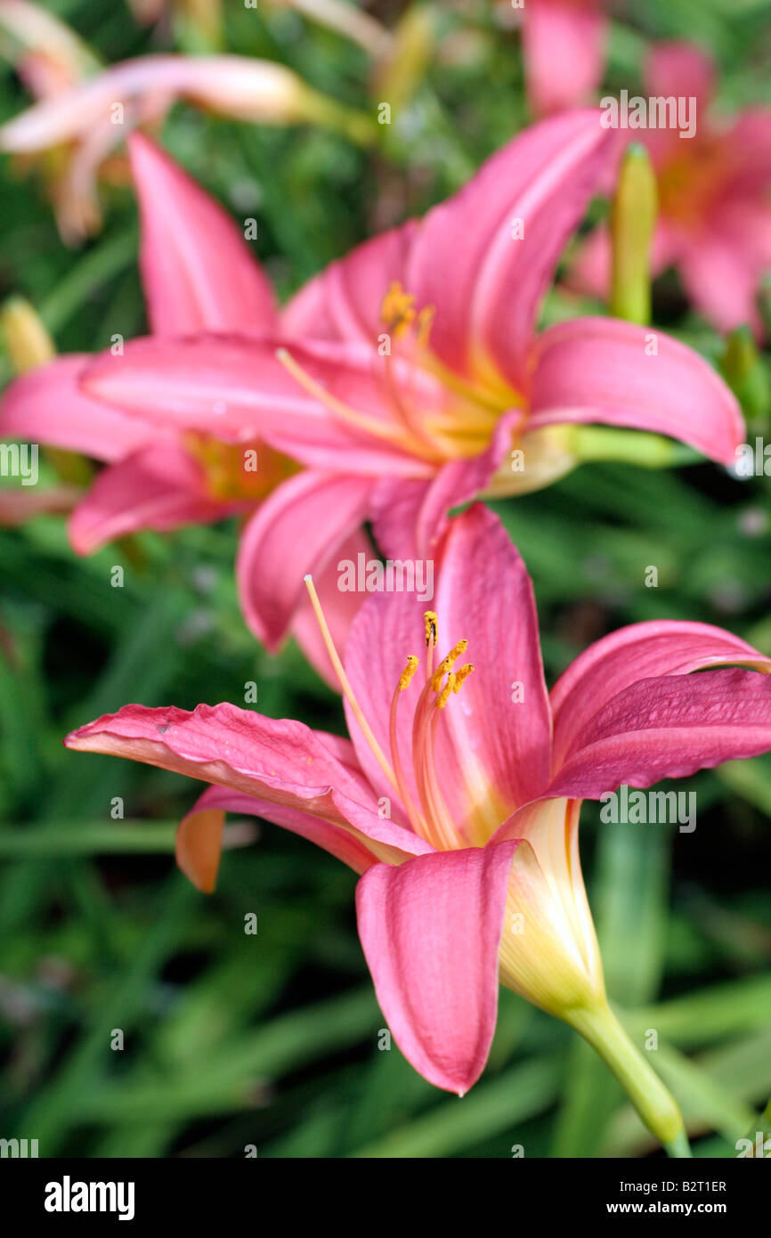 Damask hires stock photography and images Alamy