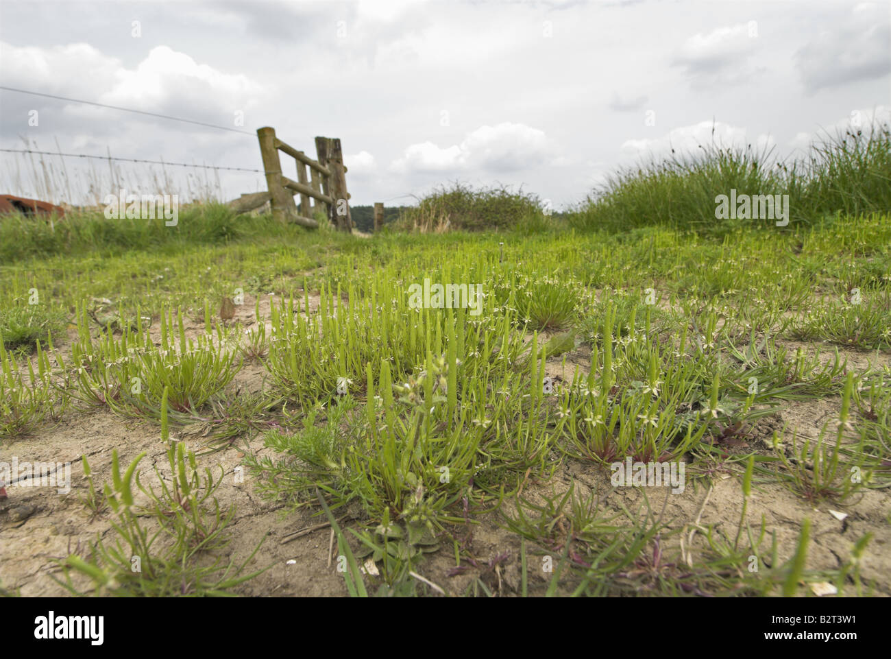 Mousetail myosurus minimus growing on coastal grazing marsh Norfolk Uk May Stock Photo