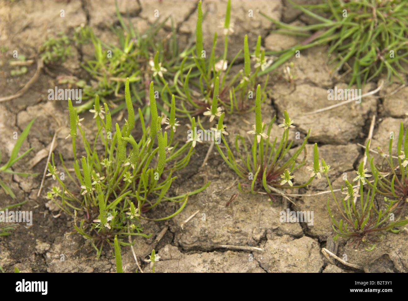 Mousetail myosurus minimus growing on coastal grazing marsh Norfolk Uk May Stock Photo