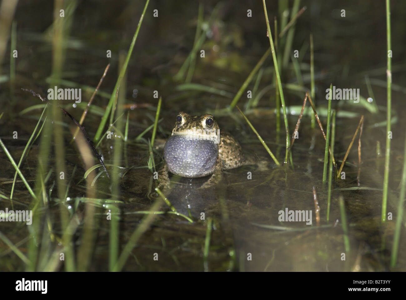 Natterjack Toad Bufo calamita Male Calling in pool on coastal heathland Norfolk Uk May Stock Photo