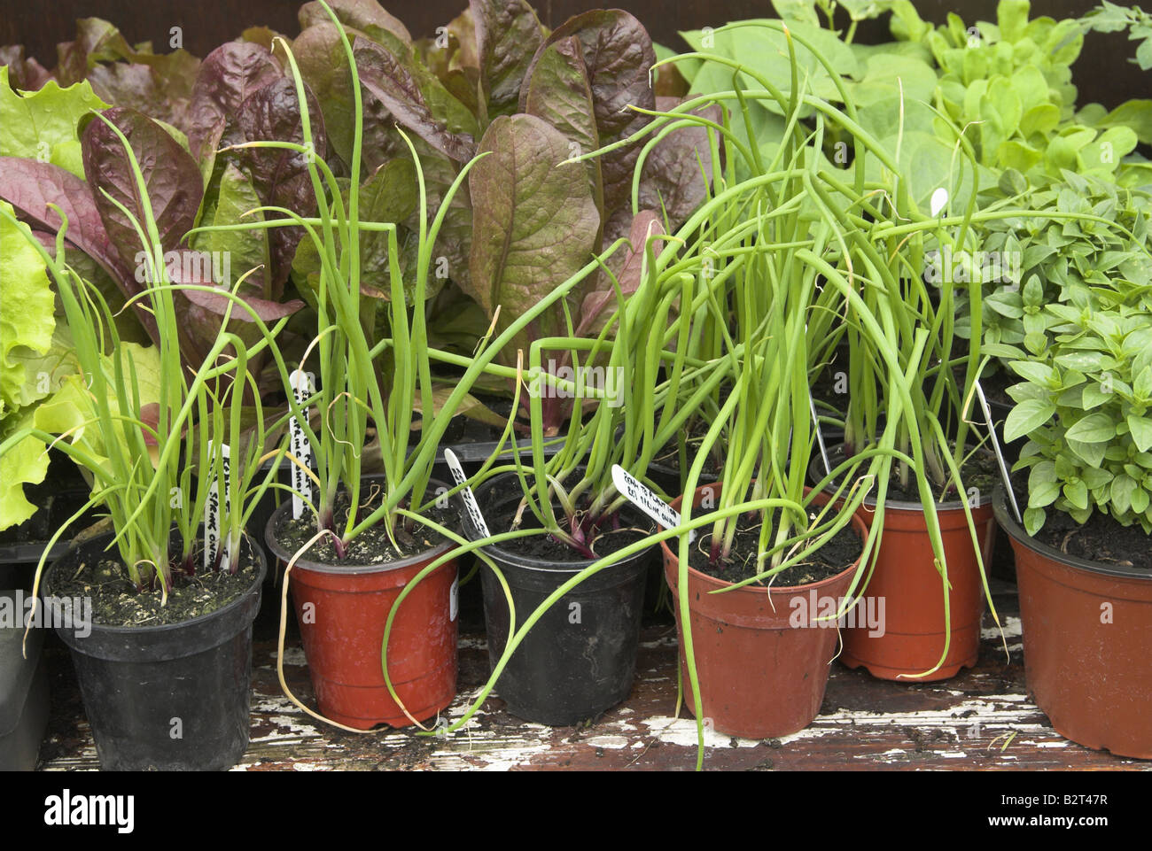 Garden Plants for sale Dorset UK Stock Photo Alamy