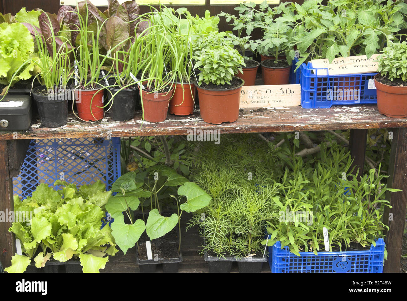 Garden Plants for sale Dorset UK Stock Photo Alamy