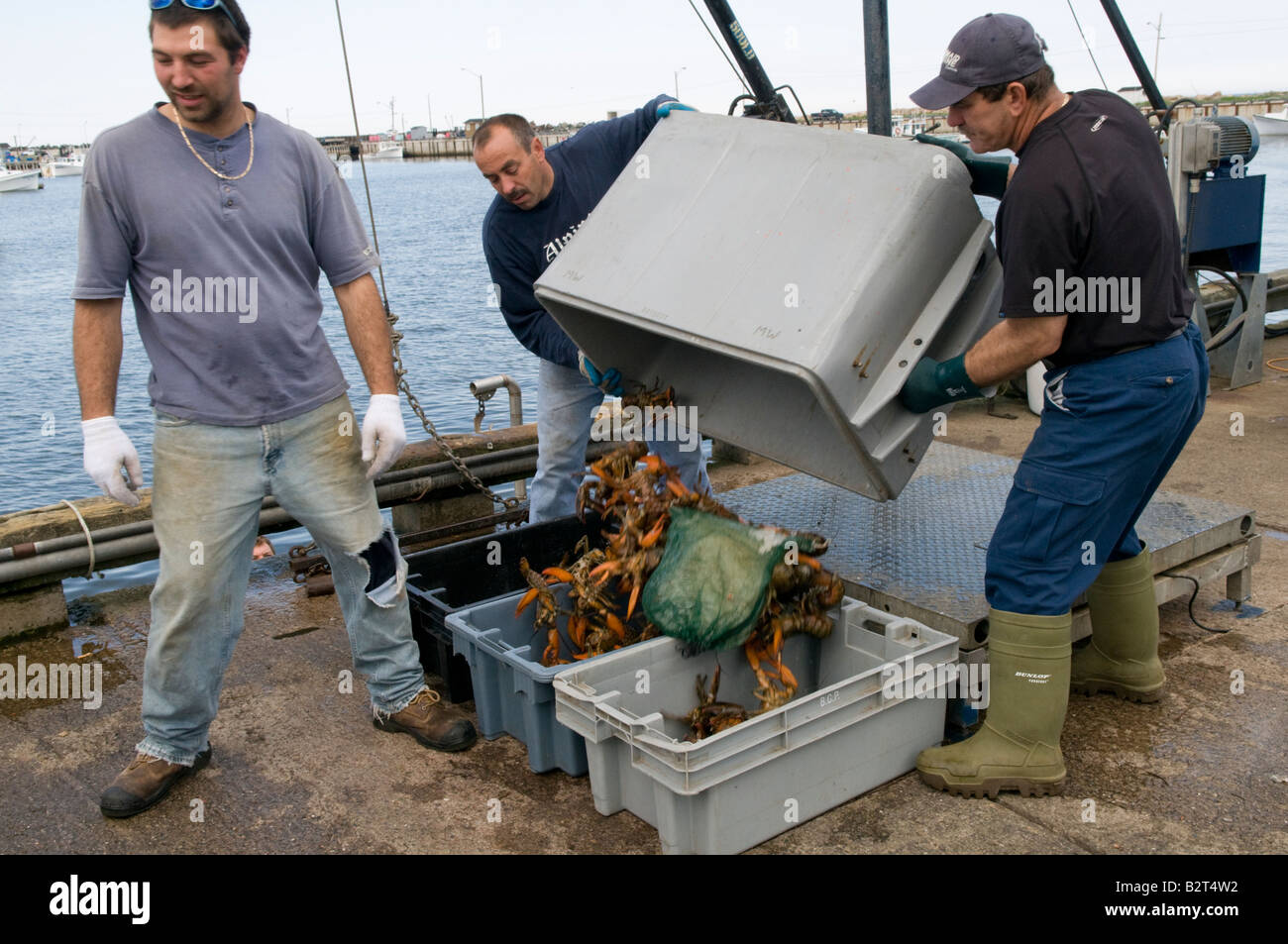 Escuminac Wharf with fishermen unloading lobster traps in New Brunswick Stock Photo