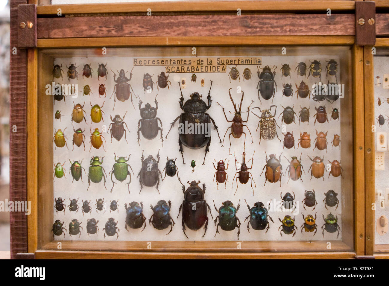 Collection of beetles exhibited in Rocsen Museum (Museo Polifacetico) in Nono, Cordoba, Argentina Stock Photo