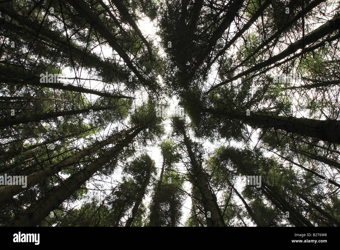 Forestry Brecon Beacons Wales UK Stock Photo