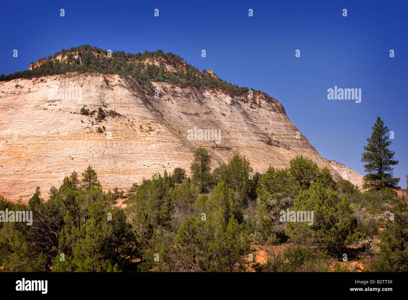 Checkerboard Mesa, Zion National Park, Utah Stock Photo