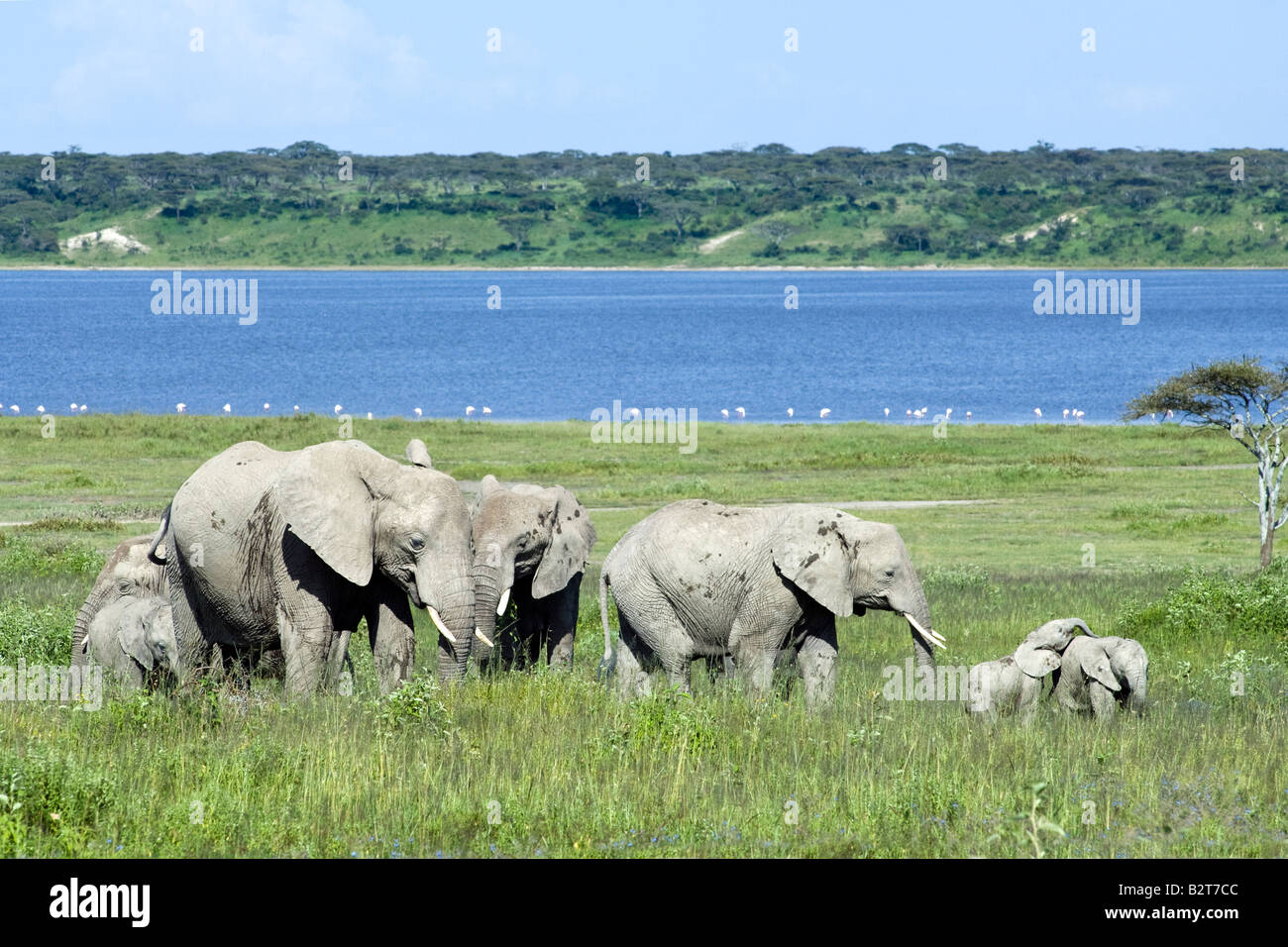 Elephant family grazing at Lake Ndutu, Ngorongoro Conservation Area, Tanzania Stock Photo